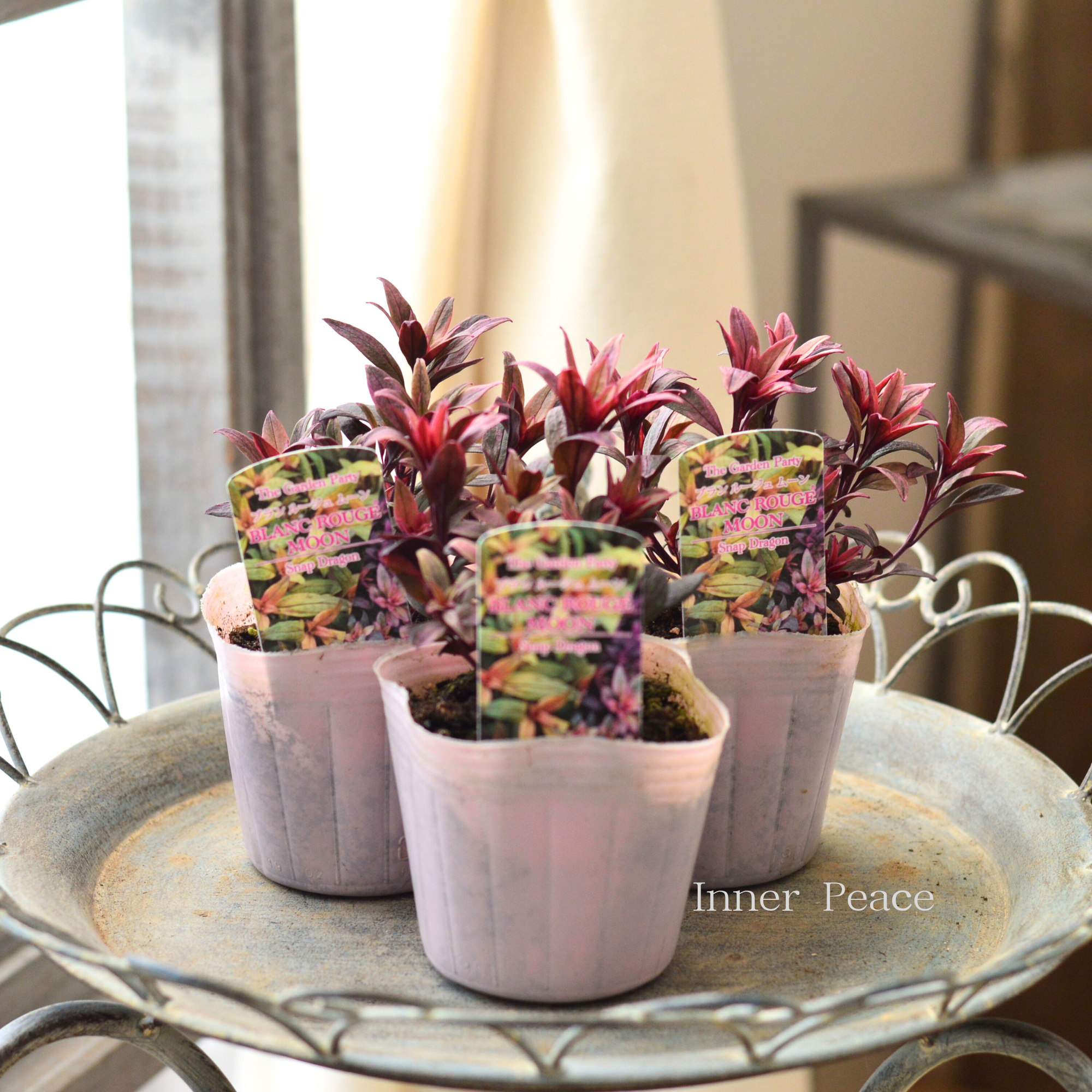 【カラーリーフ】 キンギョソウ ブランルージュ 『ムーン』 3寸POT