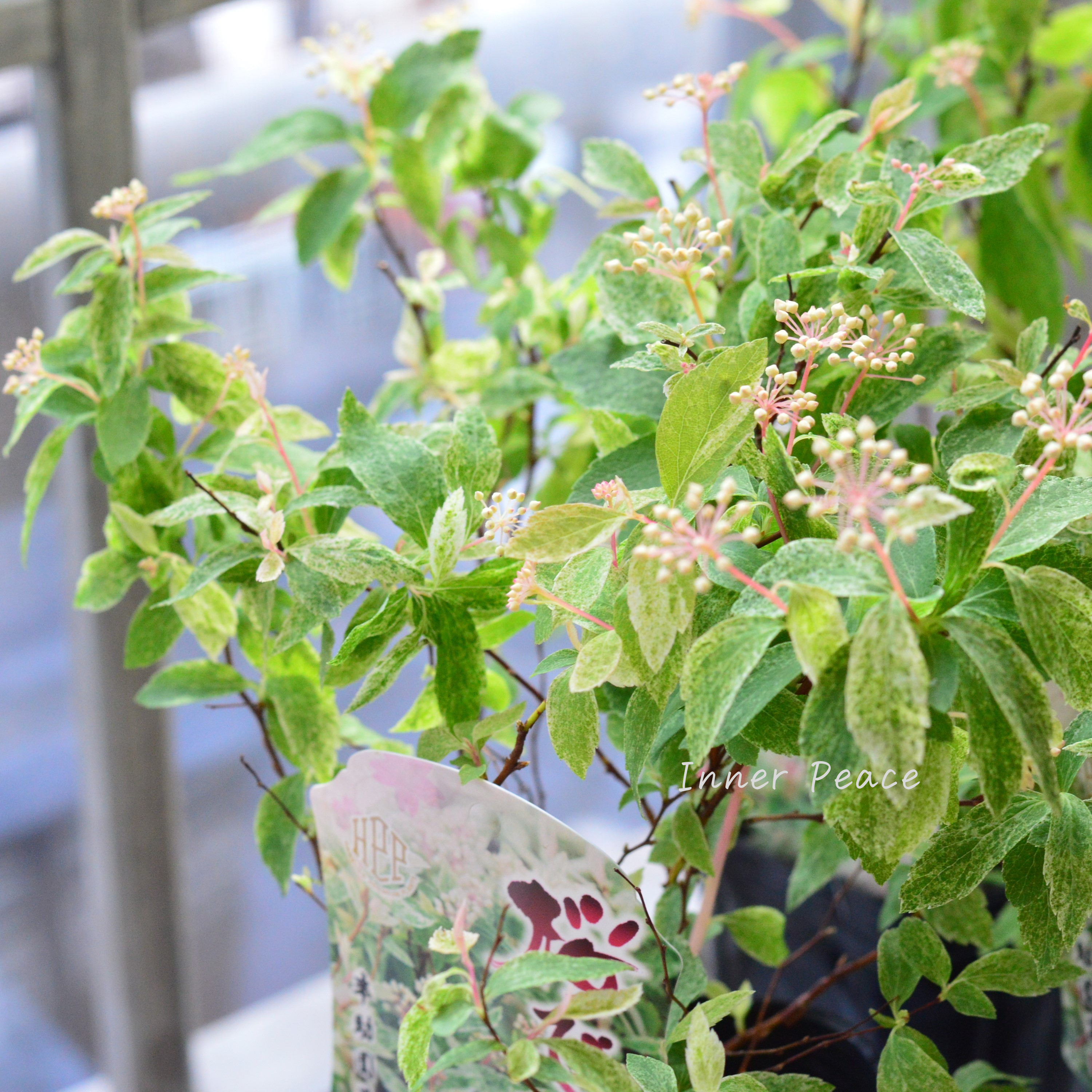 【斑入り】コデマリ 『桜でまり・ピンクアイス』 3寸ロングPOT