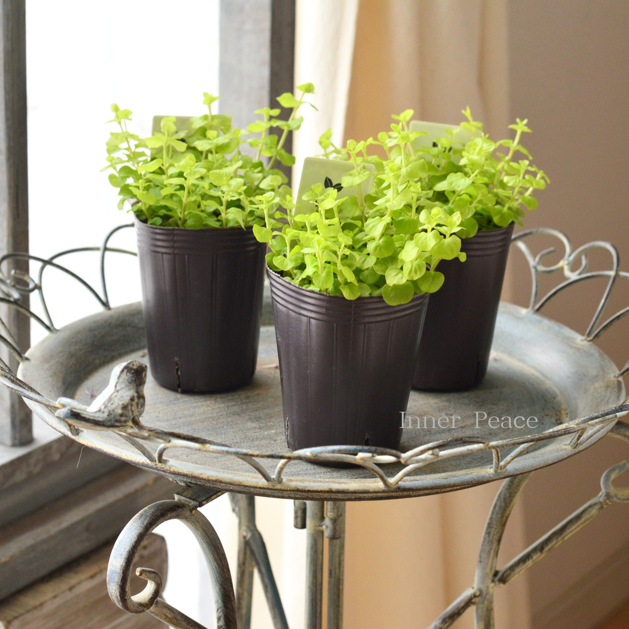 【分割できる】 リシマキア 『ヌムラリア・オーレア』 2.5寸ロングPOT