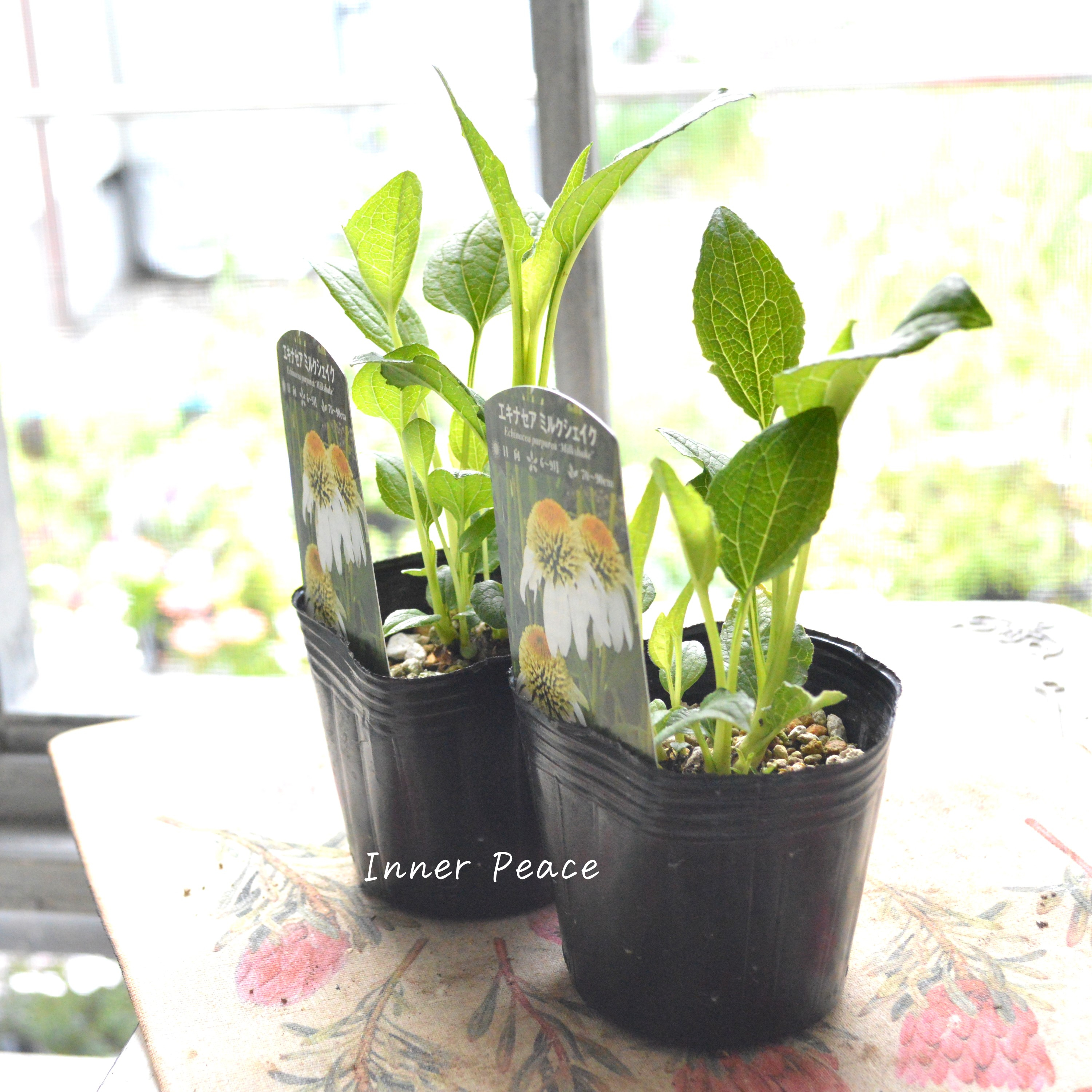 【暑さ寒さに強い】 エキナセア 『ミルクシェイク』植え込み用 3寸POT