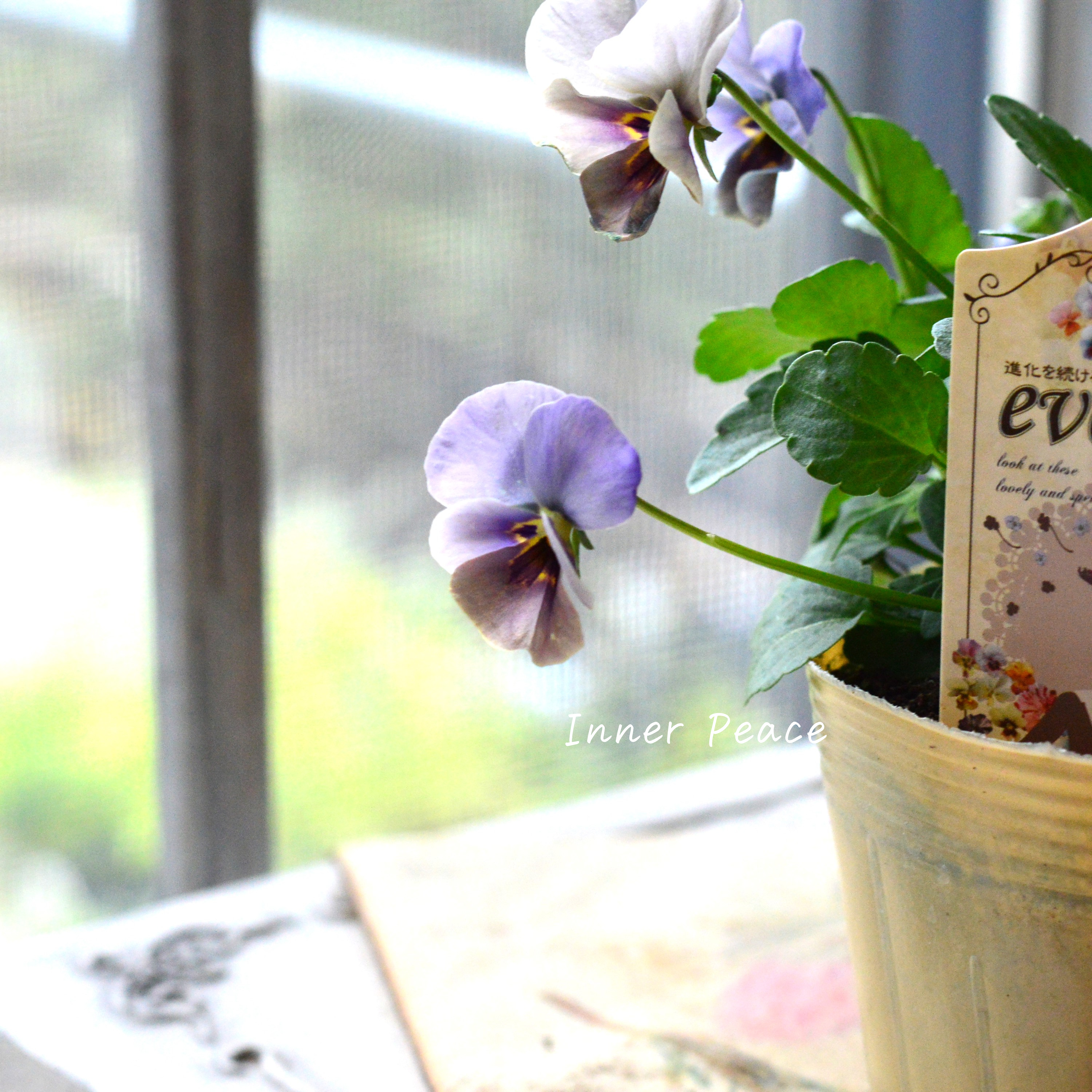 【美しい】 ビオラ 『evolve ~エボルベ~ 』 グレー系 3.5寸POT