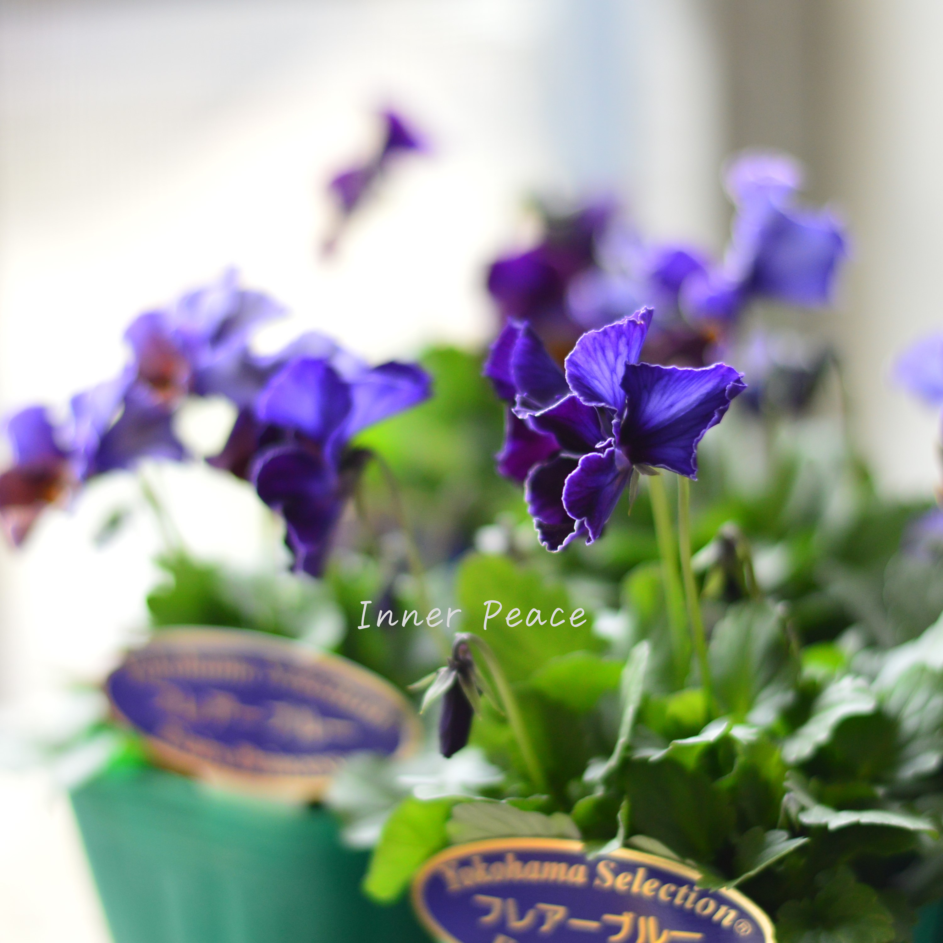 【人気】 ビオラ 『横浜セレクション・フレアブルー』 3寸POT