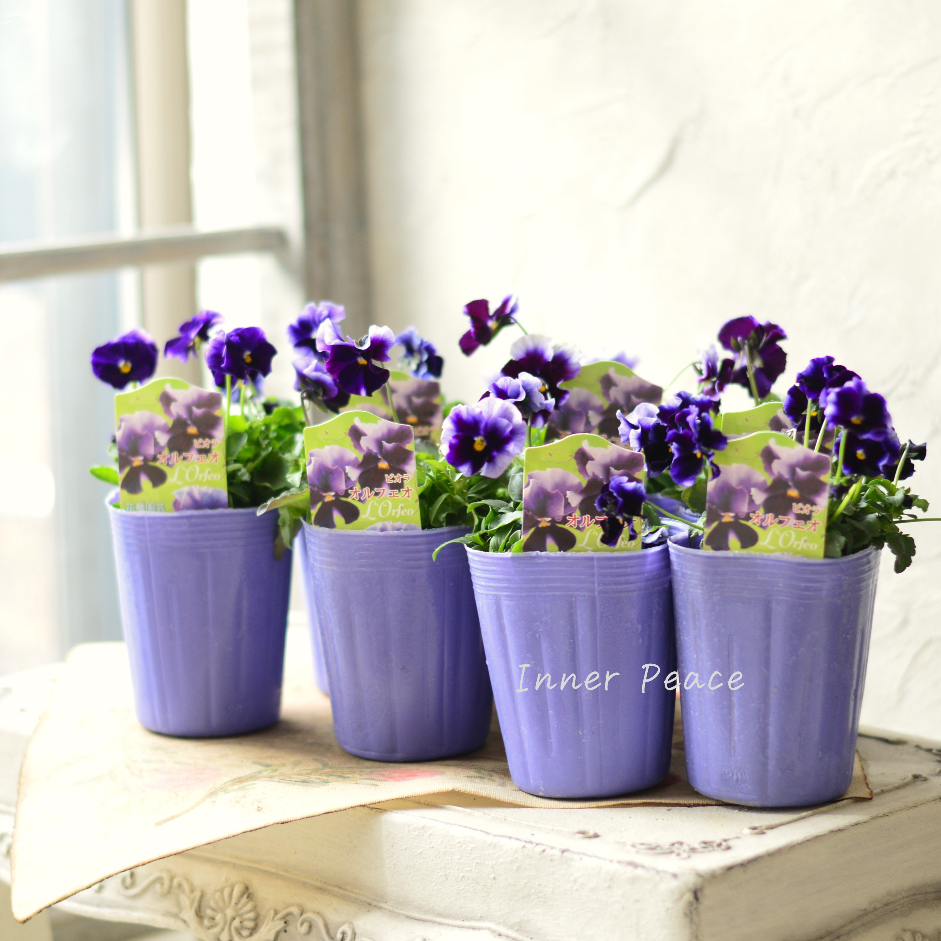 【花夢園芸さん】 ビオラ 『オルフェオ』 3寸ロングPOT