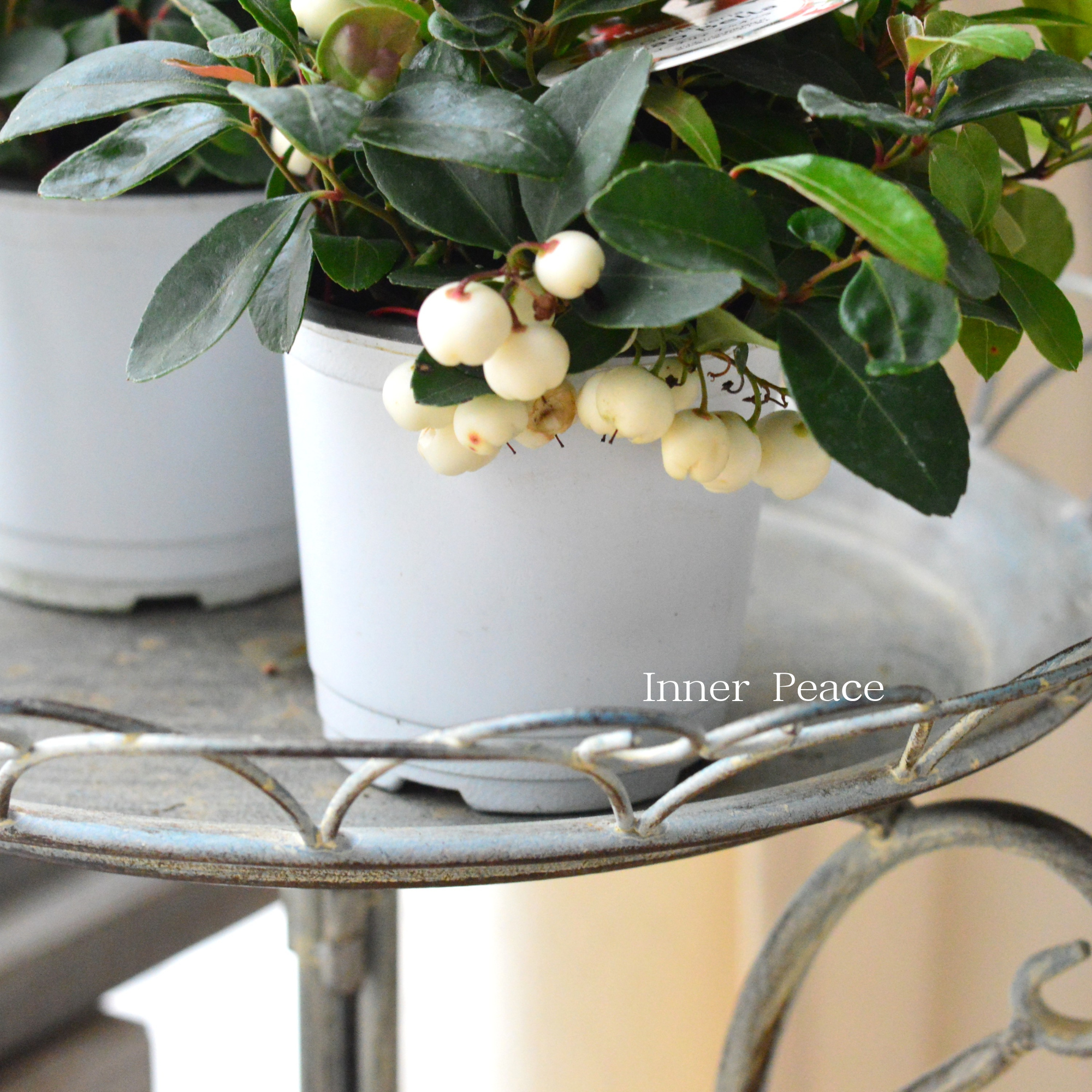 【寄せ植えに】ゴールテリア・チャオペラ 『ホワイト』 3寸POT