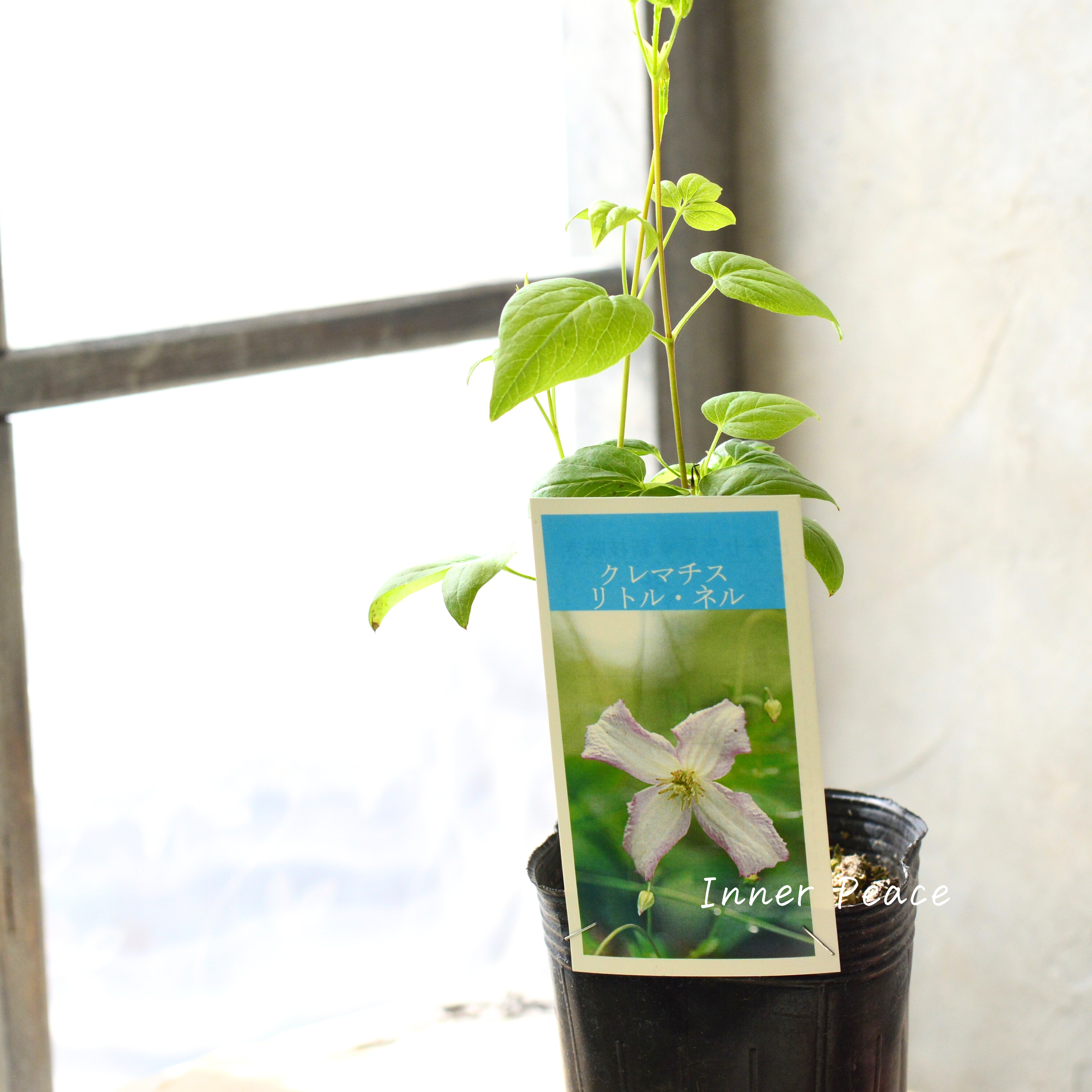 【及川フラグリーンさん】 クレマチス ビチセラ系 『リトルネル』 3寸POT
