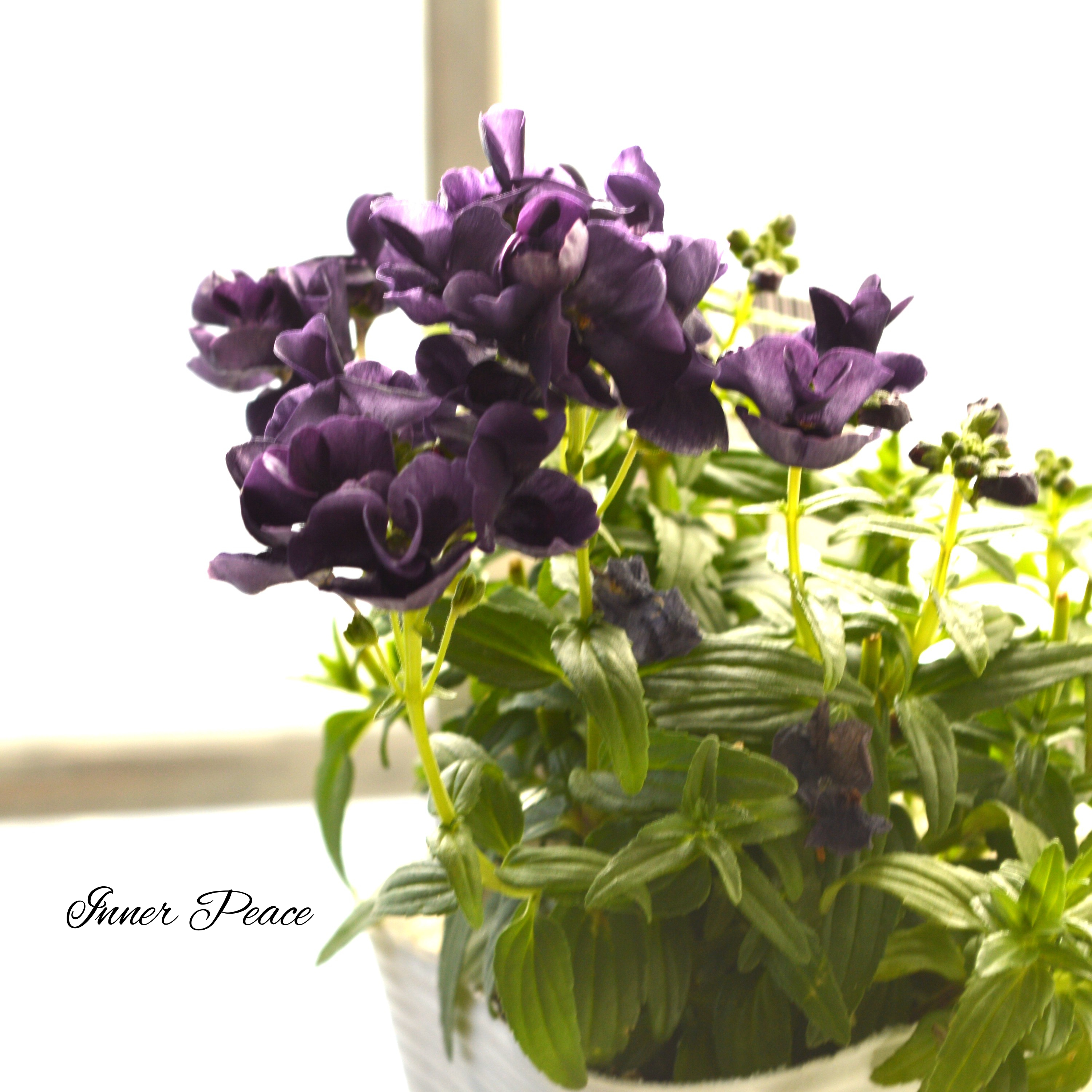 【シック】 ネメシア 『エッセンシャル・ブラックベリー』 3.5寸POT