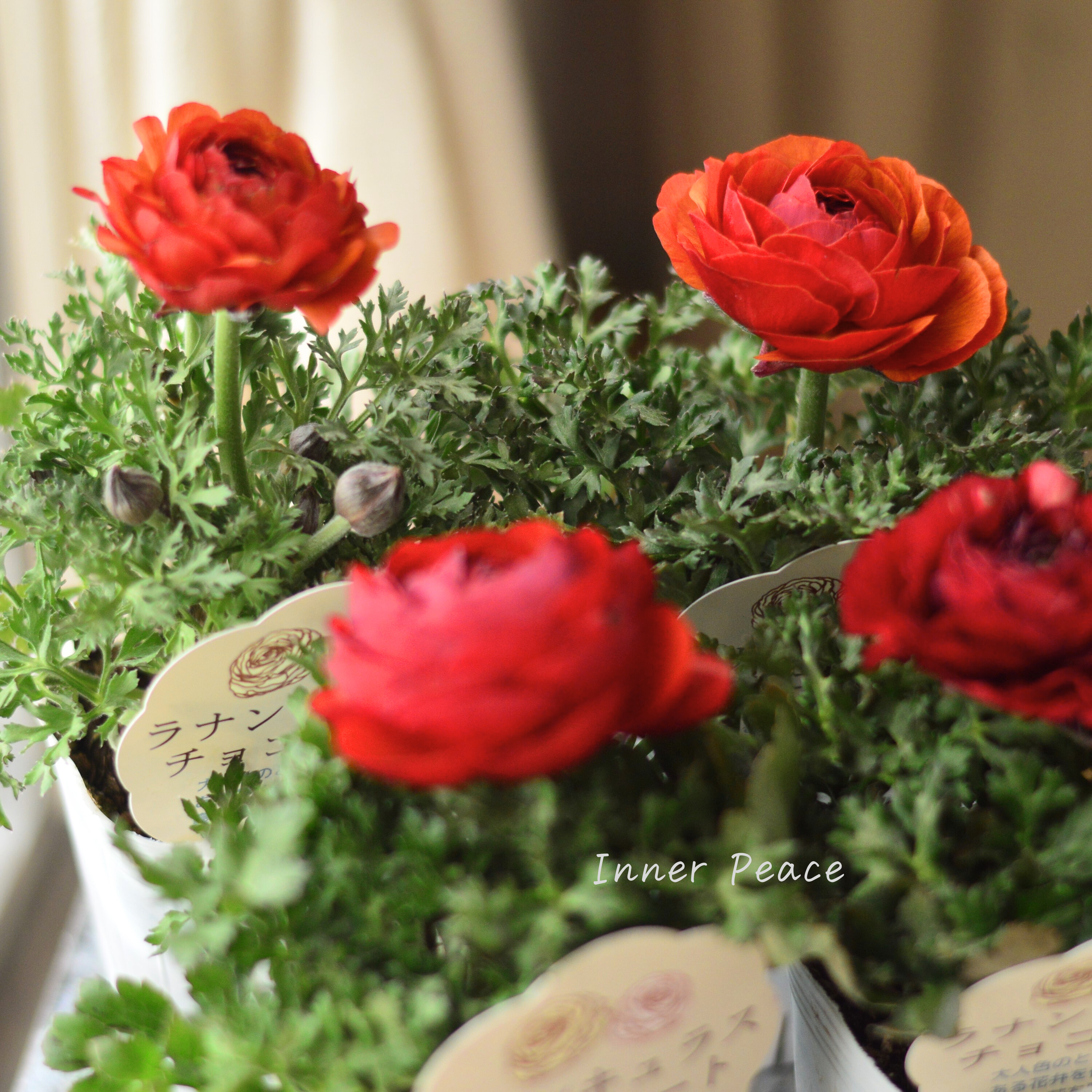 【シック】 ラナンキュラス 『チョコレート』 3.5寸ロングPOT