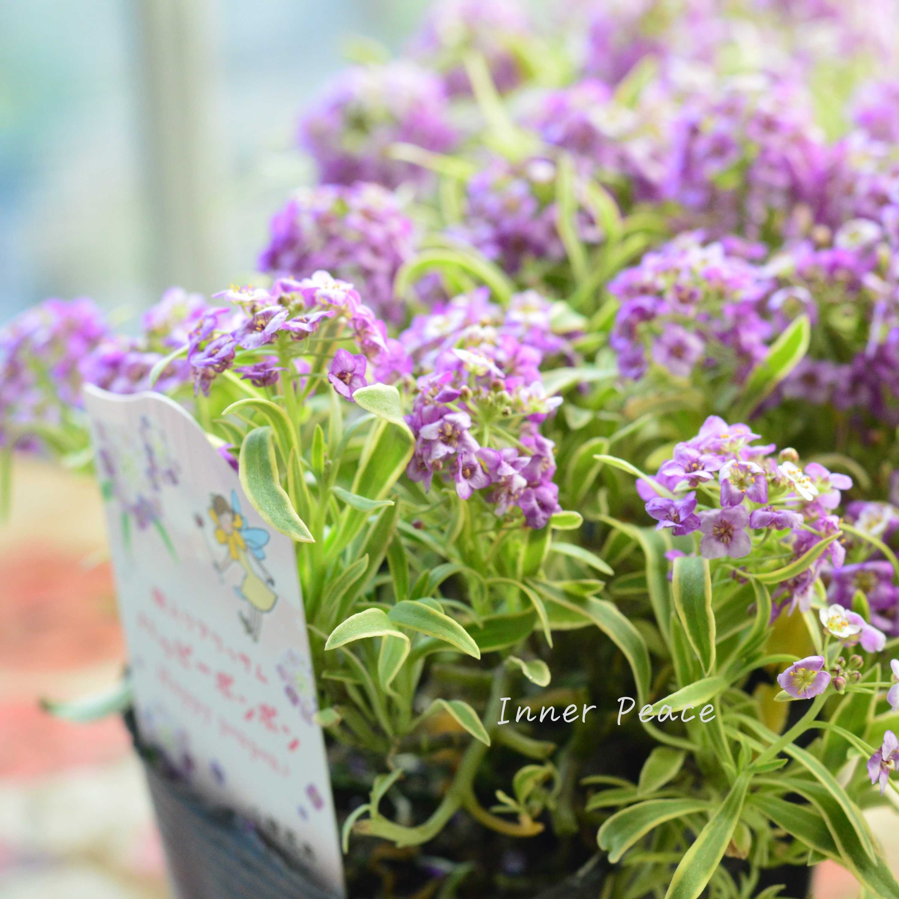 【斑入り】 アリッサム 『ハッピーポンポン』 3.5寸POT