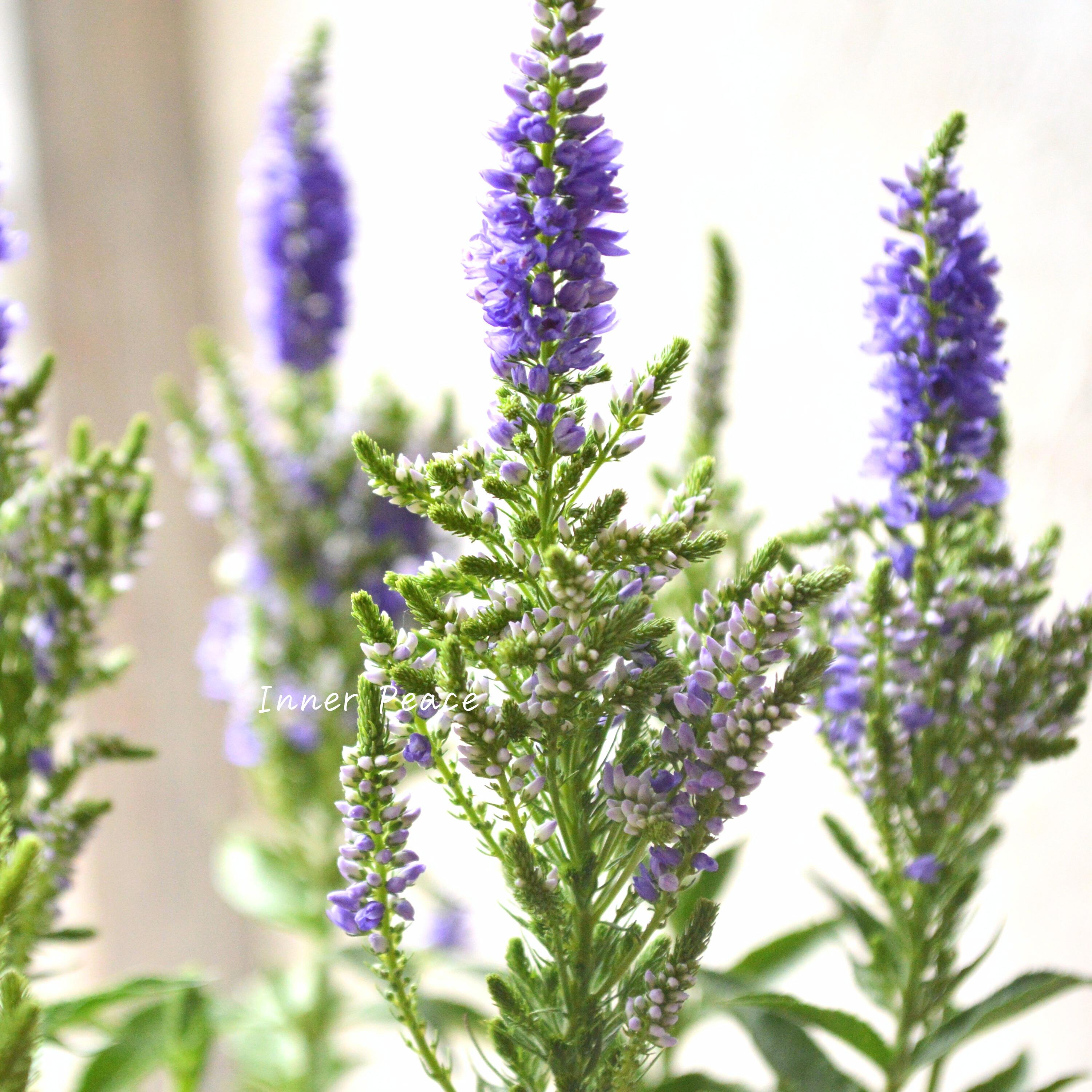 Sale! 【宿根】 ベロニカ 『ベビー ブルーマー ブルー』 3寸POT