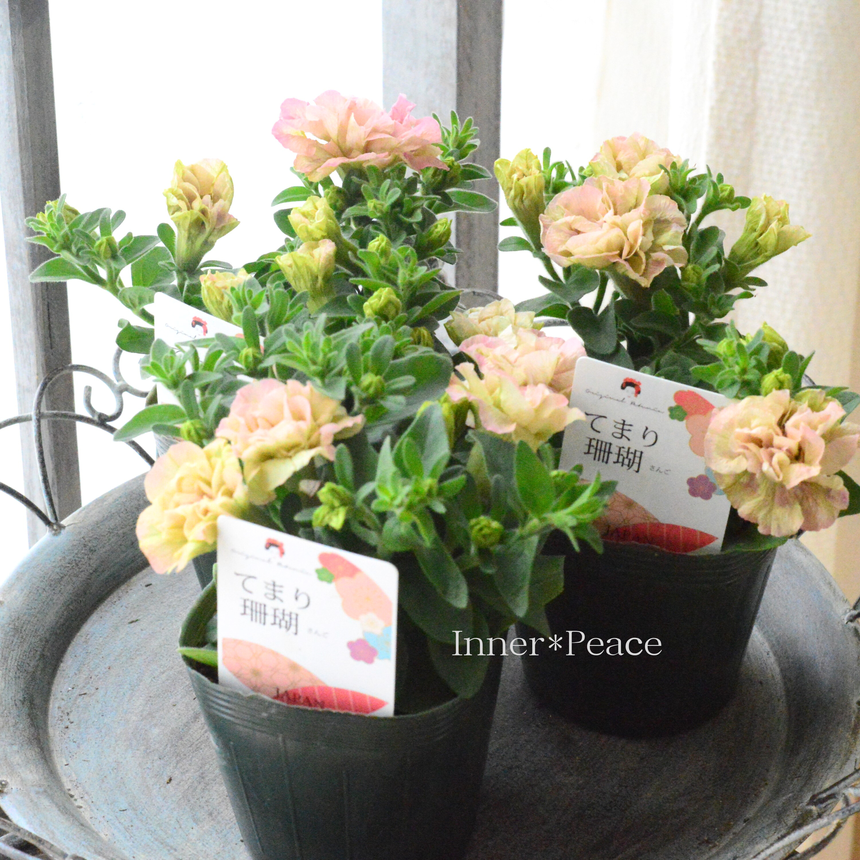 【ゲブラさんオリジナル】 八重咲きペチュニア 『てまり珊瑚』 3.5寸POT