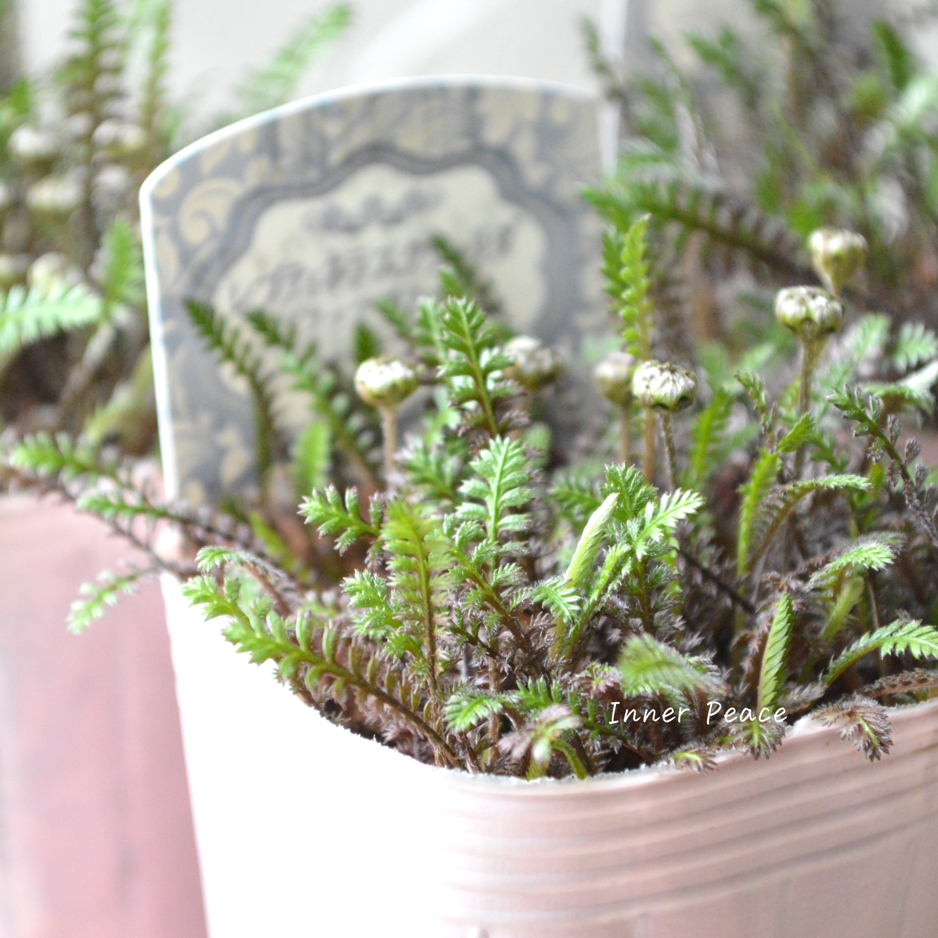 【個性的】 レプティネラ スクウォリダ 『プラッツブラック』 2.5寸POT