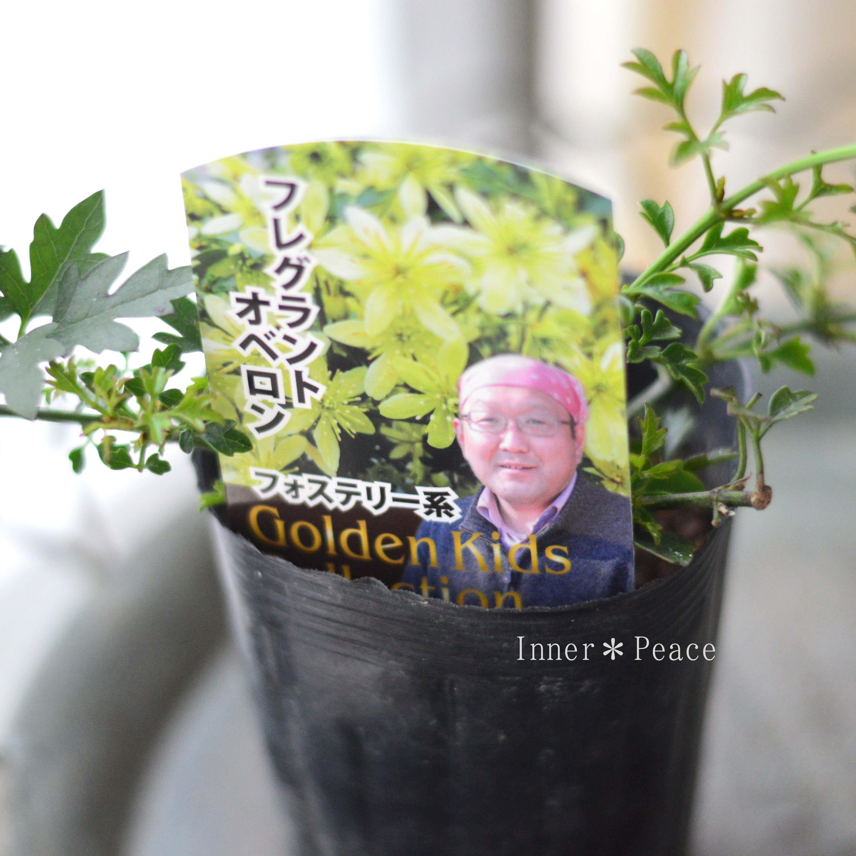 【常緑】 クレマチス 『フレグラントオベロン』 3寸POT