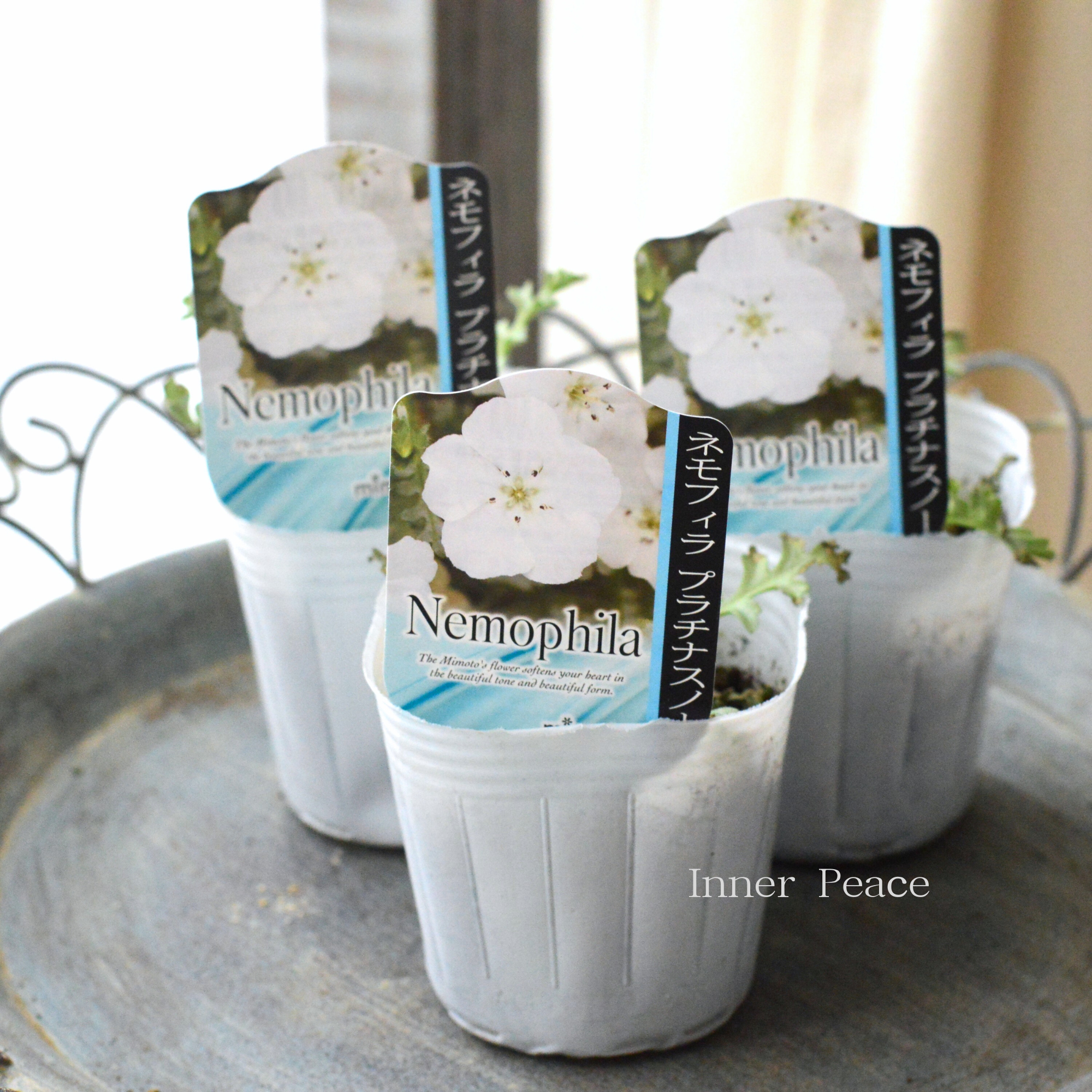 【見元園芸さん】 ネモフィラ 『プラチナスノー』 植え込み用 3寸POT