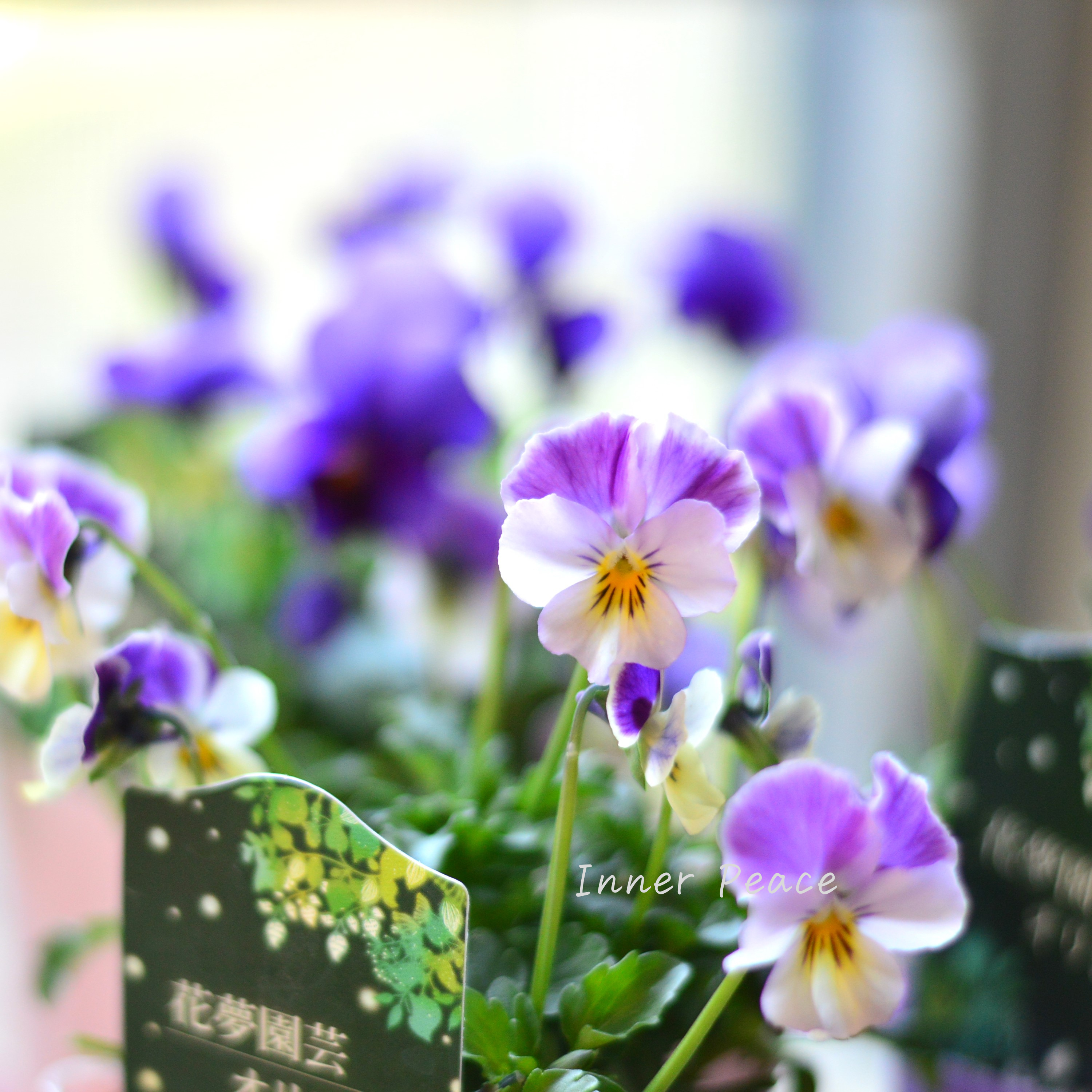 【花夢園芸さん】 ビオラ 『パープル系』 3寸ロングPOT