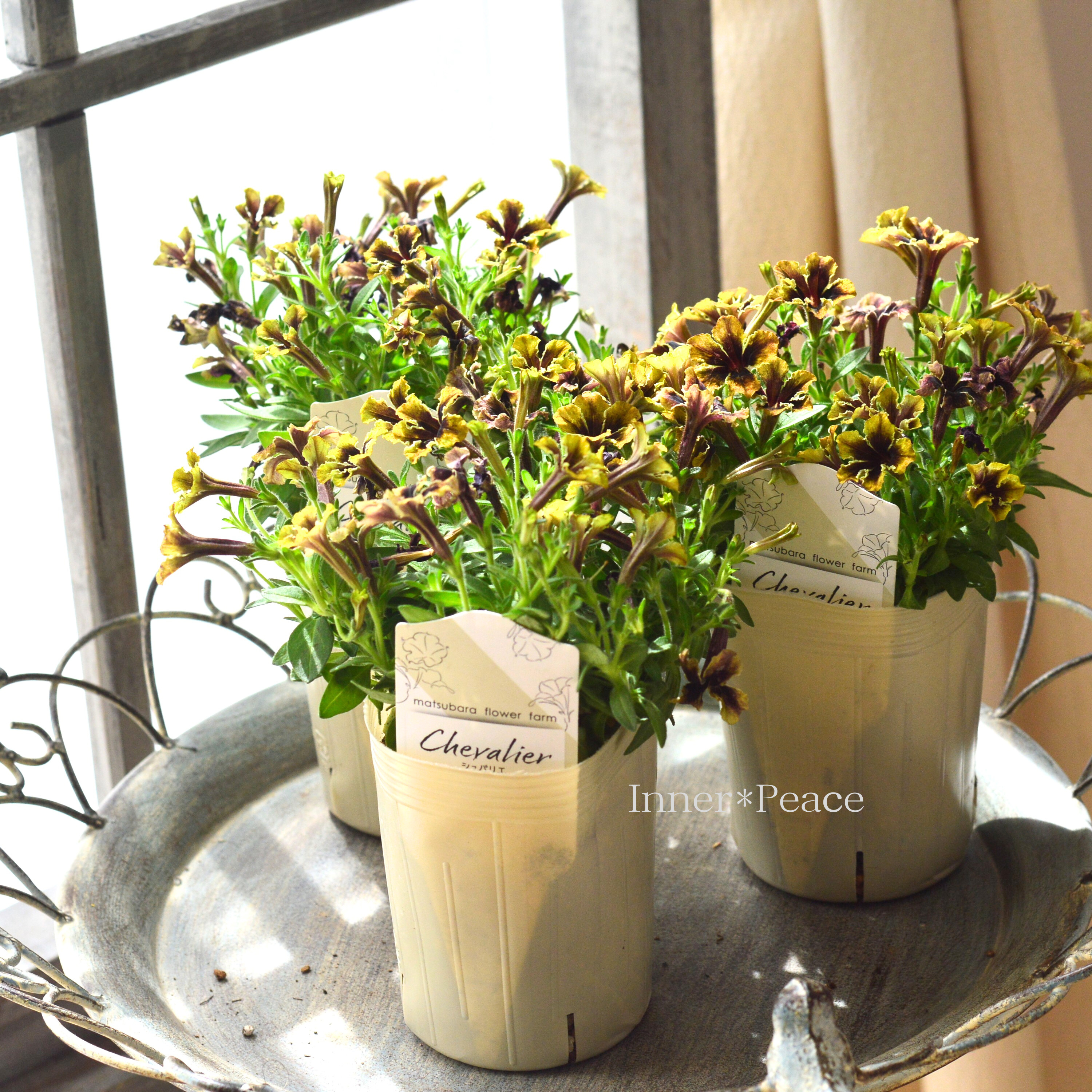 【マツバラフラワーファームさん】 極小輪ペチュニア 『シュバリエ・スターナイト』 3寸ロングPOT