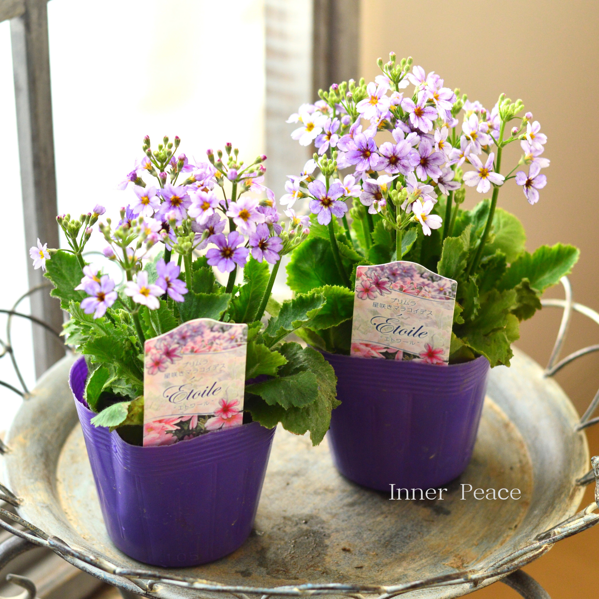 【星咲き】 プリムラ マラコイデス 『エトワール・薄パープル系』 3.5寸POT