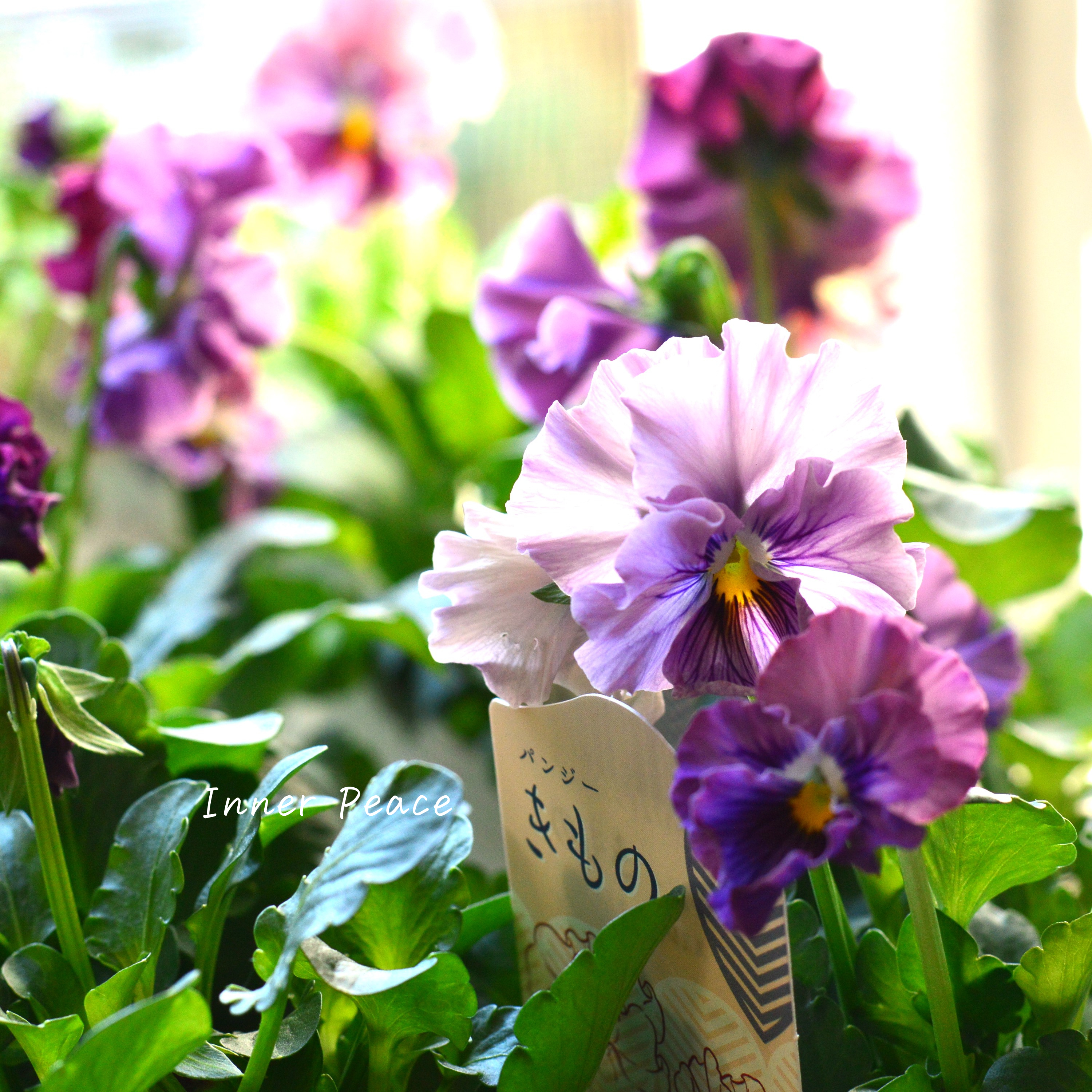 【美しい】 パンジー 『きもの』 3.5寸POT