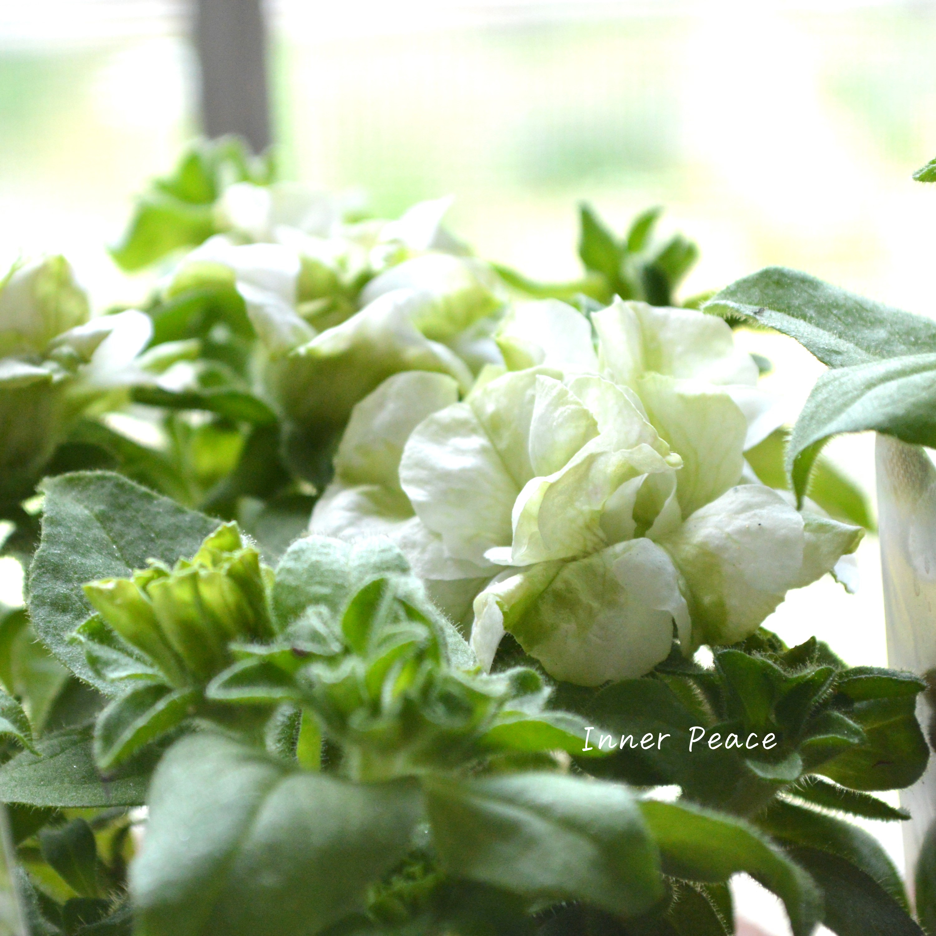 【花日和さんオリジナル】 栄養系ペチュニア 『ベルチャーム・エルザ』 3寸ロング~3.5寸POT