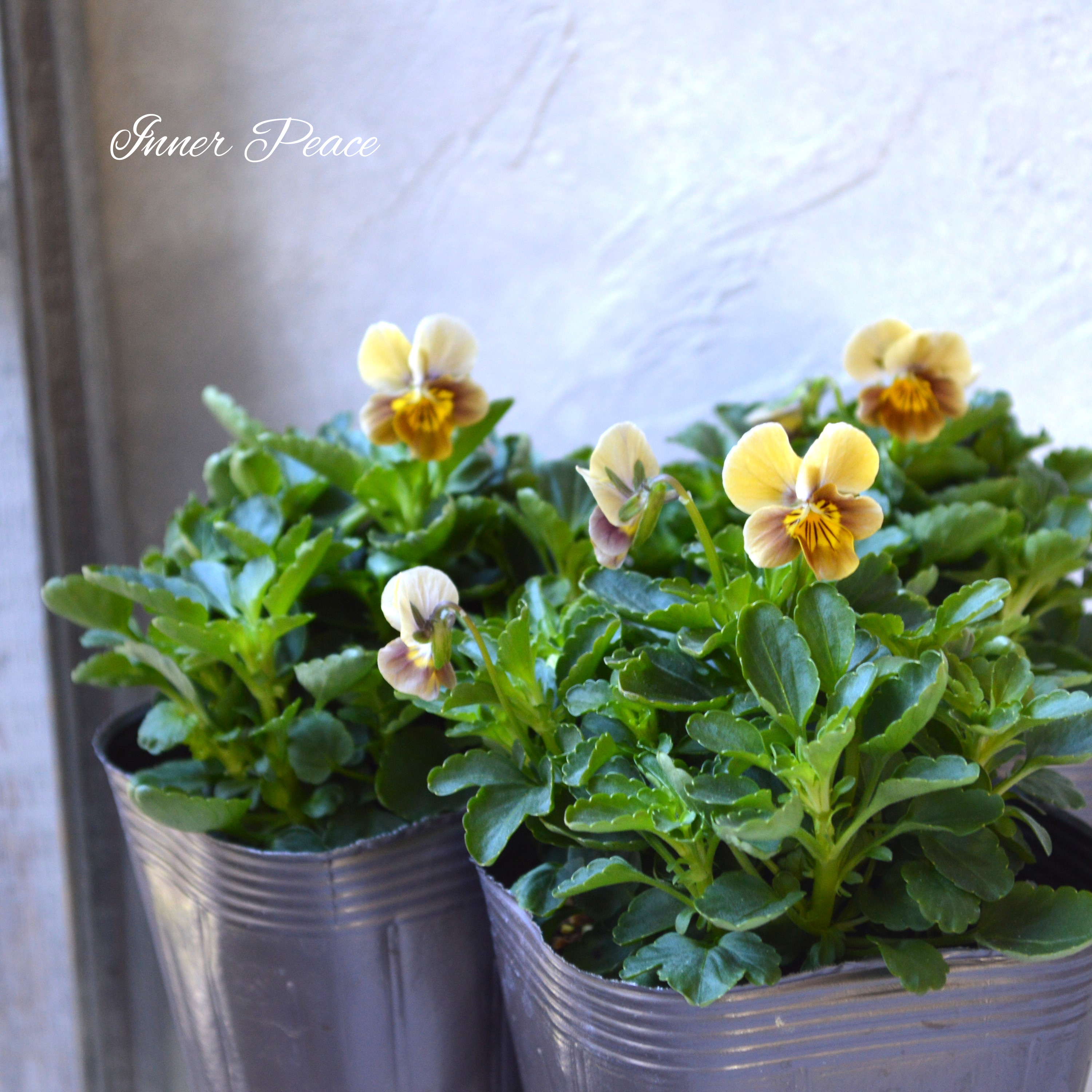 【tef*tef*さんオリジナルビオラ】 フロモカベージュ 3.5寸POT