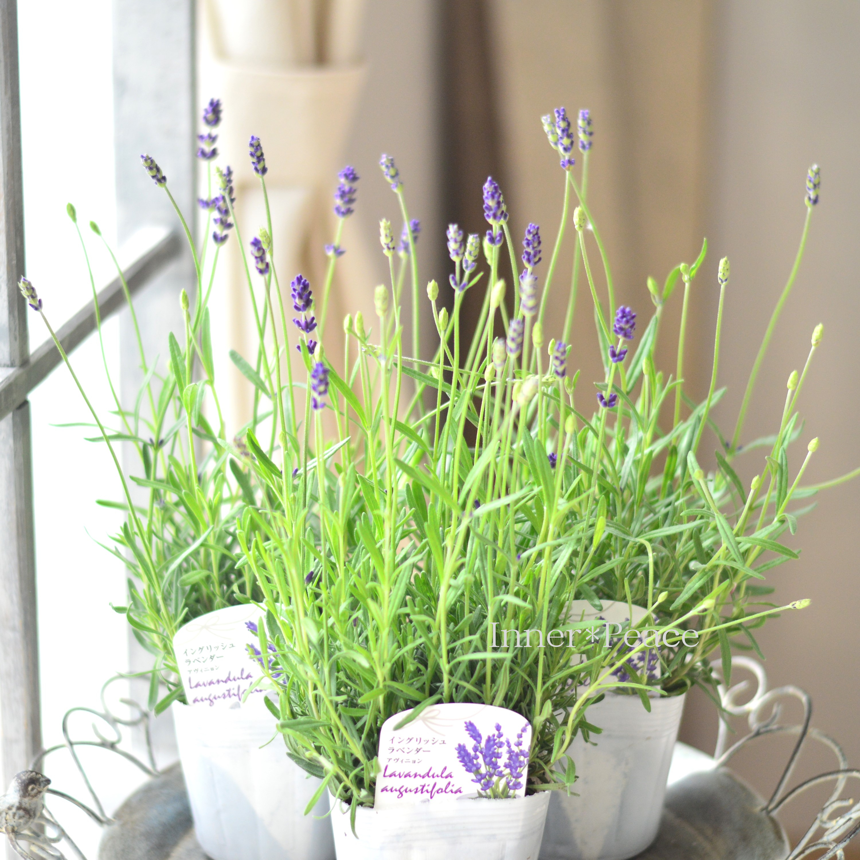 【良い香り】 イングリッシュラベンダー 『アヴィニョン・アーリーブルー』 3.5寸POT