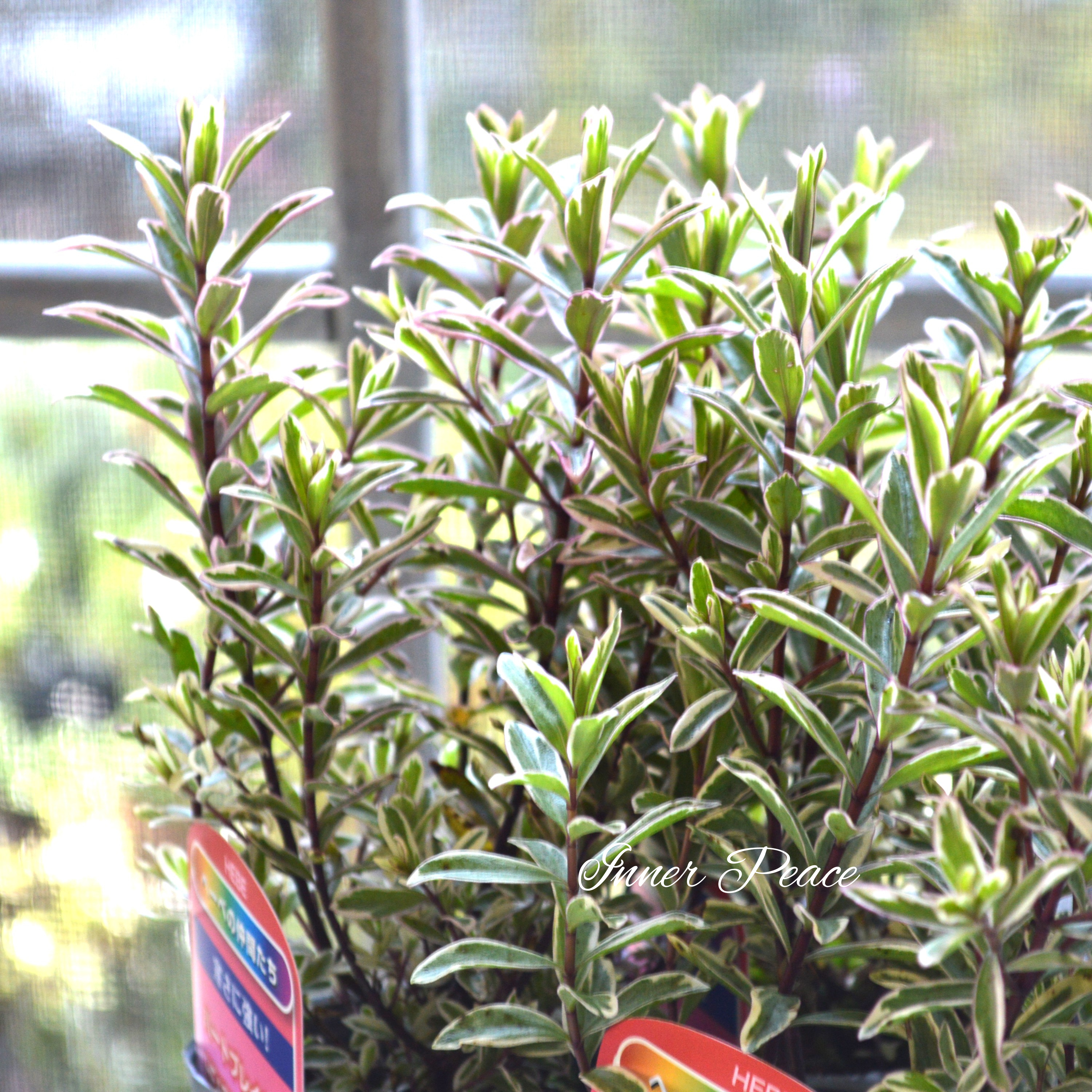 【寄せ植えに】 ヘーベ ハートブレイカー 3寸ロングPOT