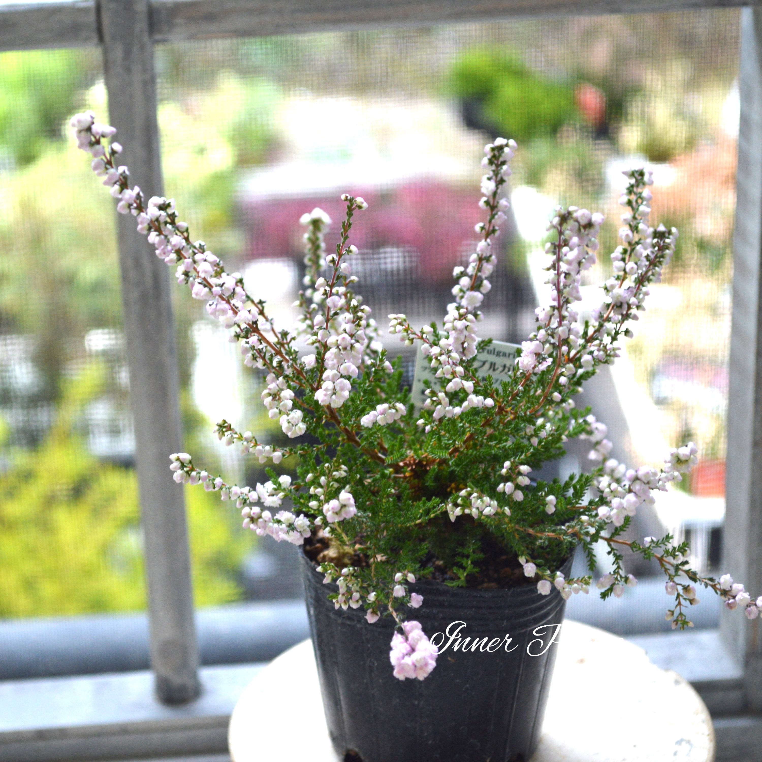 【豪華】 八重咲きカルーナ 薄ピンク 3寸POT