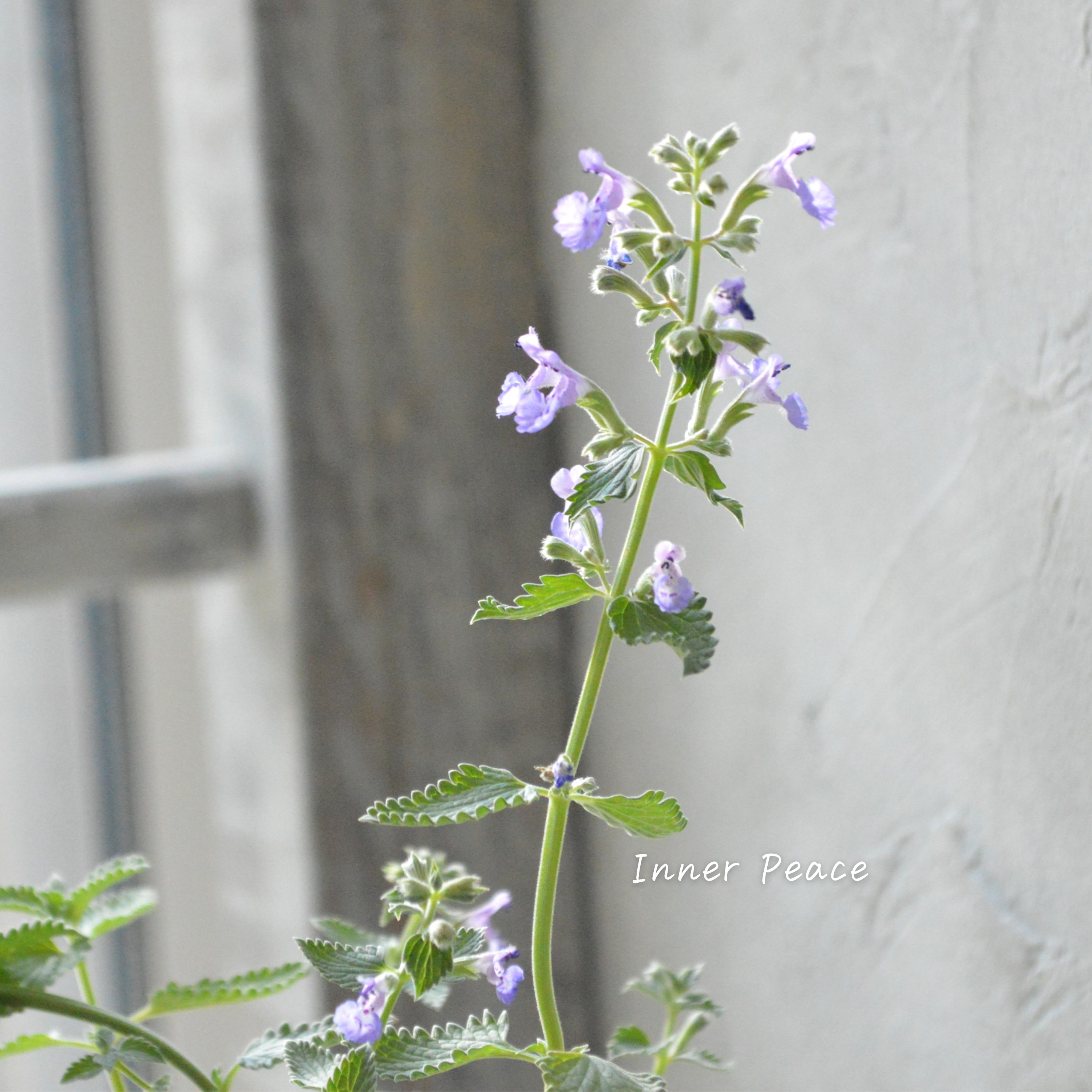 【宿根】 カラミンサ 『薄パープル』 2.5寸POT