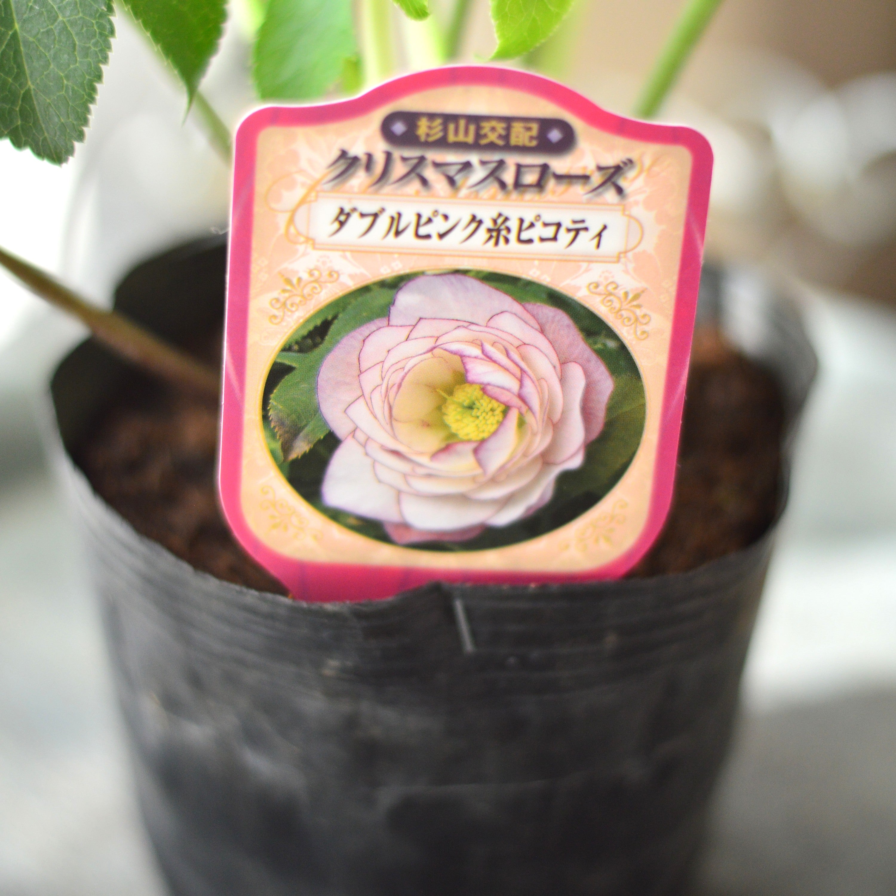 【杉光園芸さん】 クリスマスローズ 『ダブル・ピンク糸ピコティ』 4寸POT