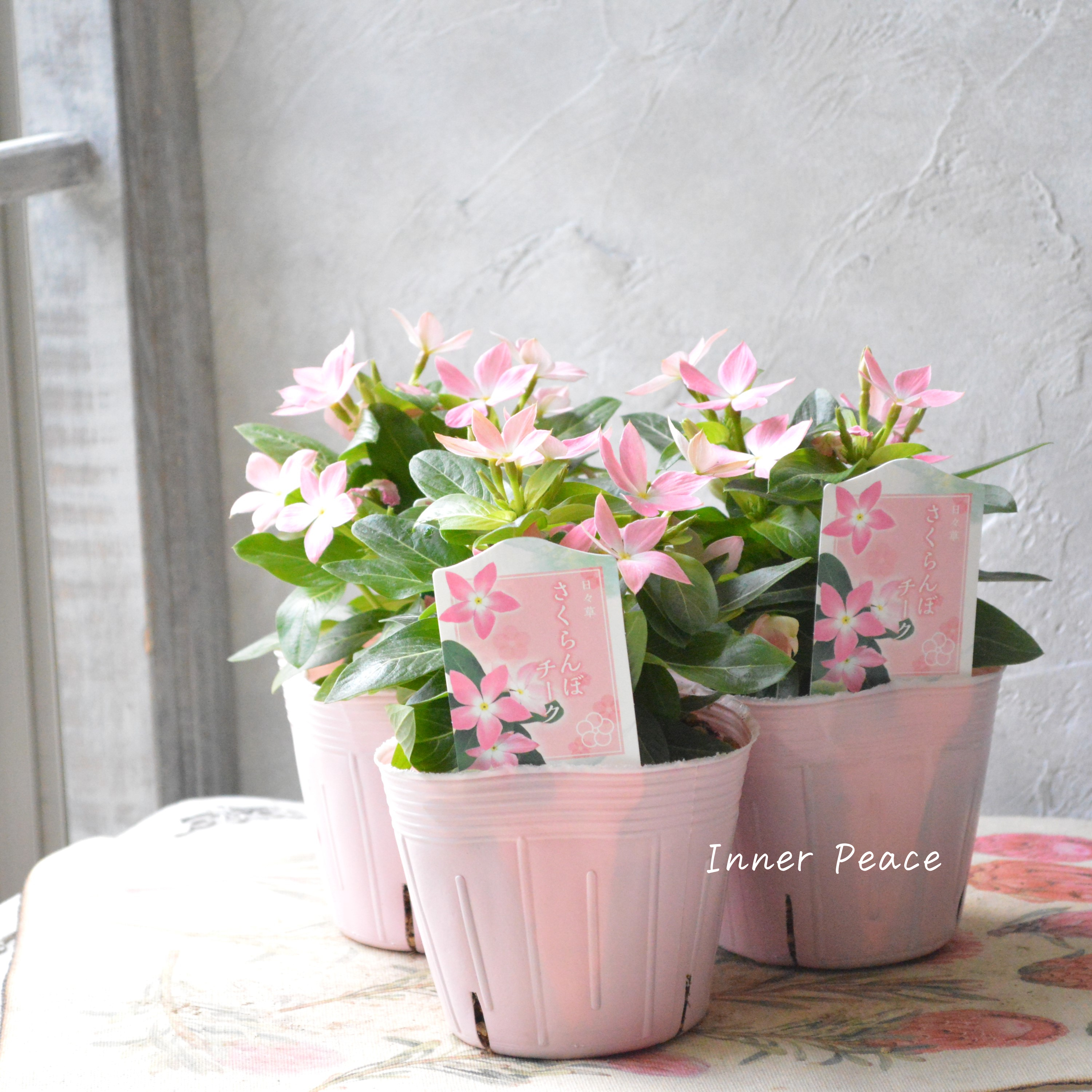 【サトウ園芸さん】 ニチニチソウ 『さくらんぼチーク』 3.5寸POT