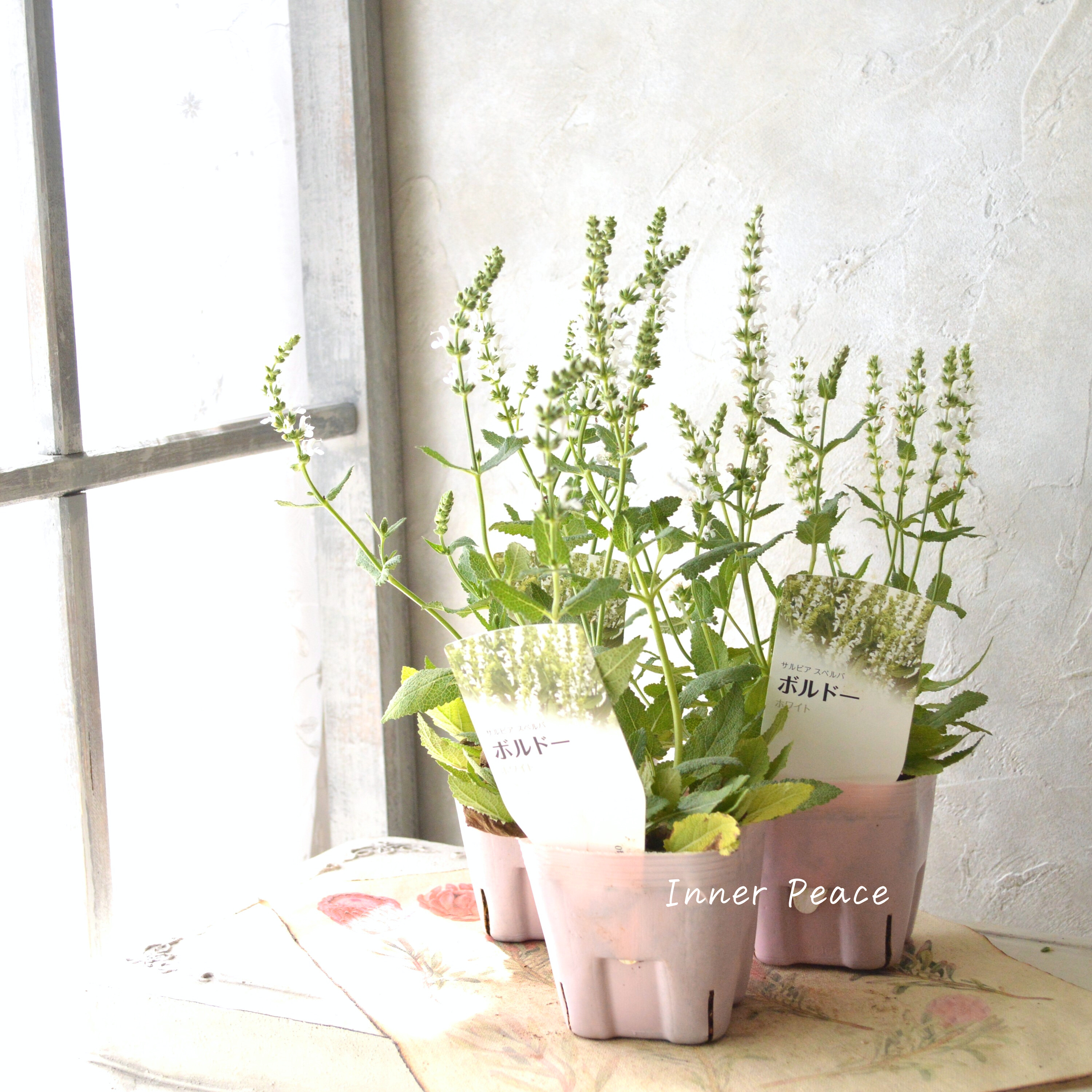 【宿根】 サルビア 『スペルバ・ボルドー ホワイト』 3.5寸POT