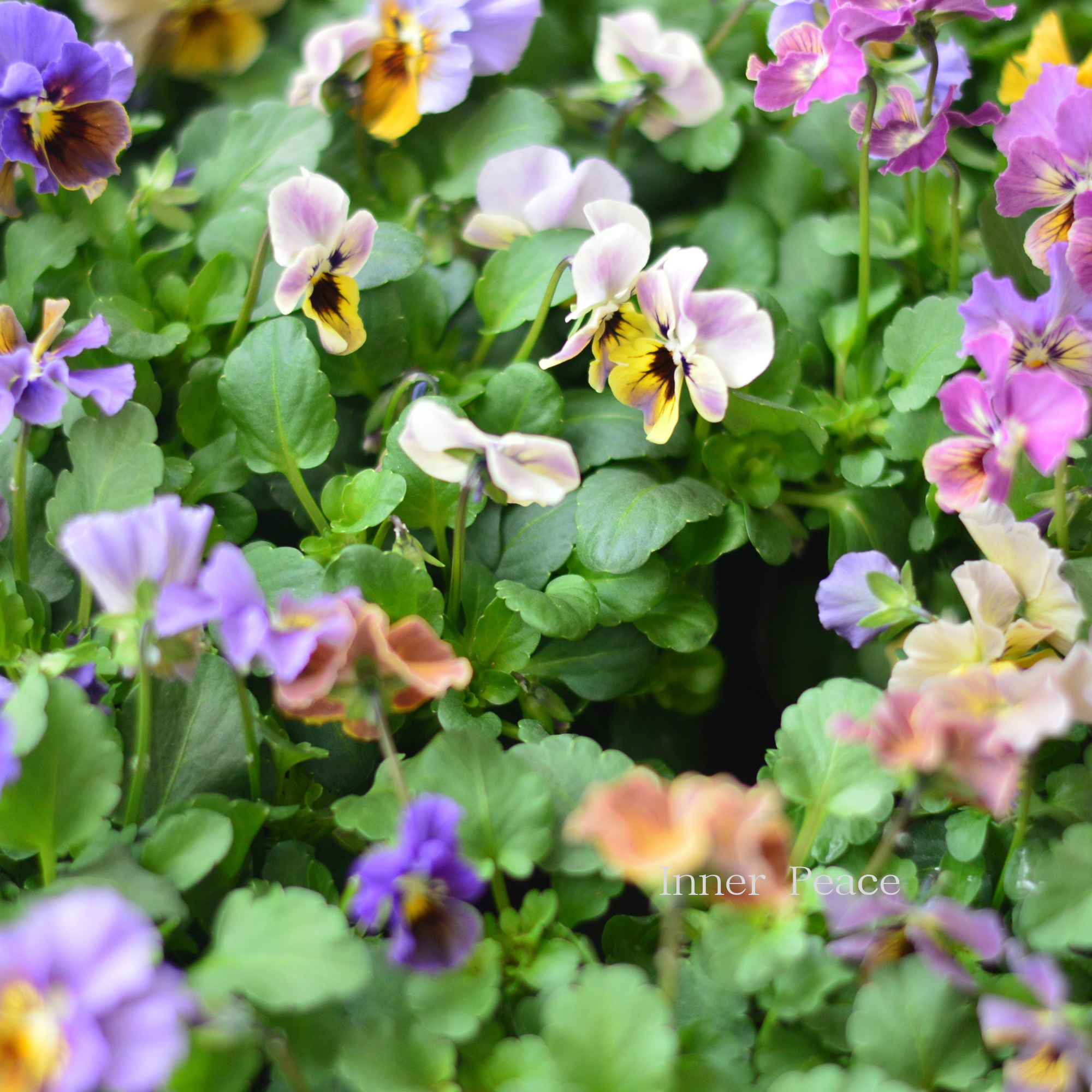 【tef*tef*さんオリジナルビオラ】 スモーキーヴェール・MIX 3.5寸POT