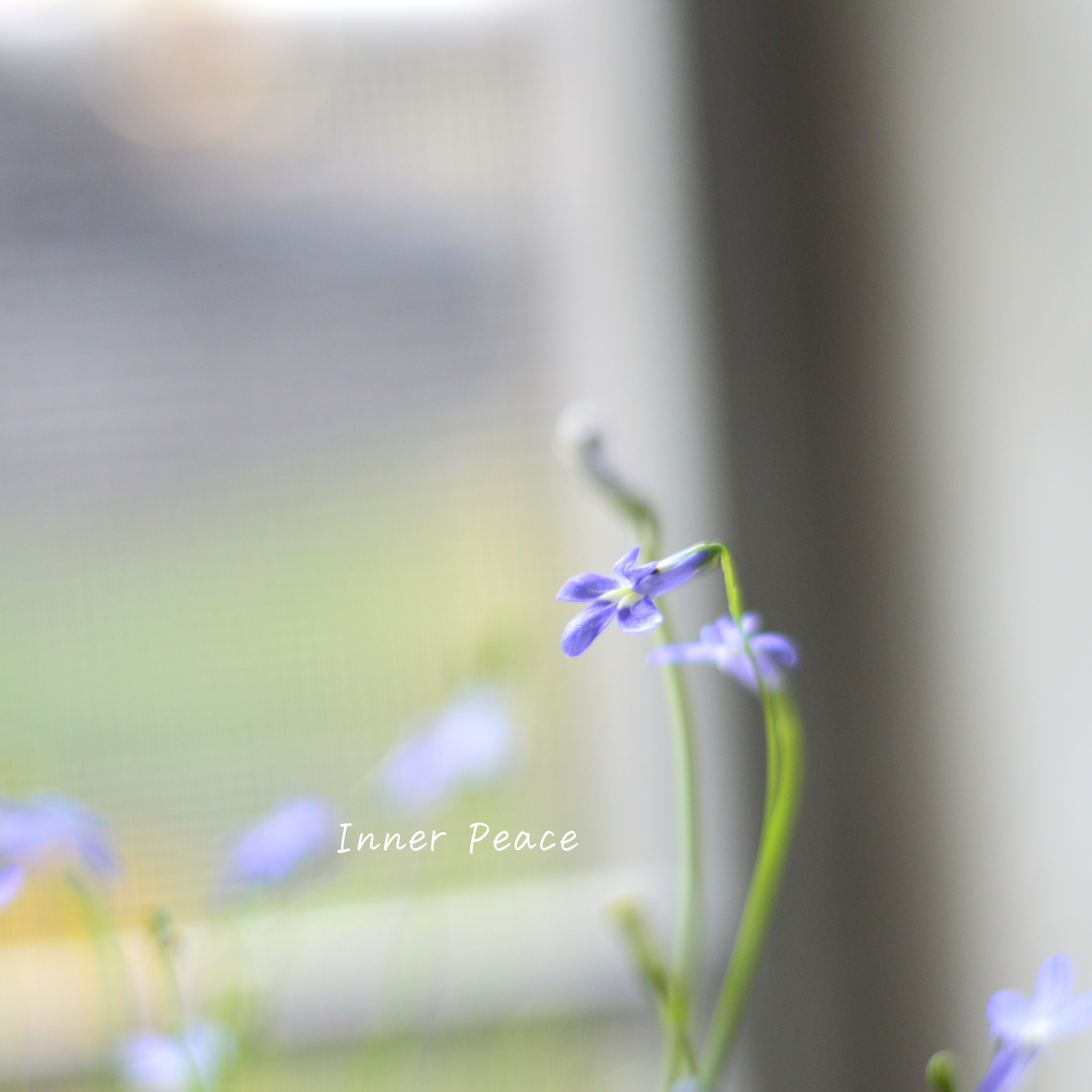 【開花期が長い】 ロベリア 『パラシオンブルー』 3寸POT