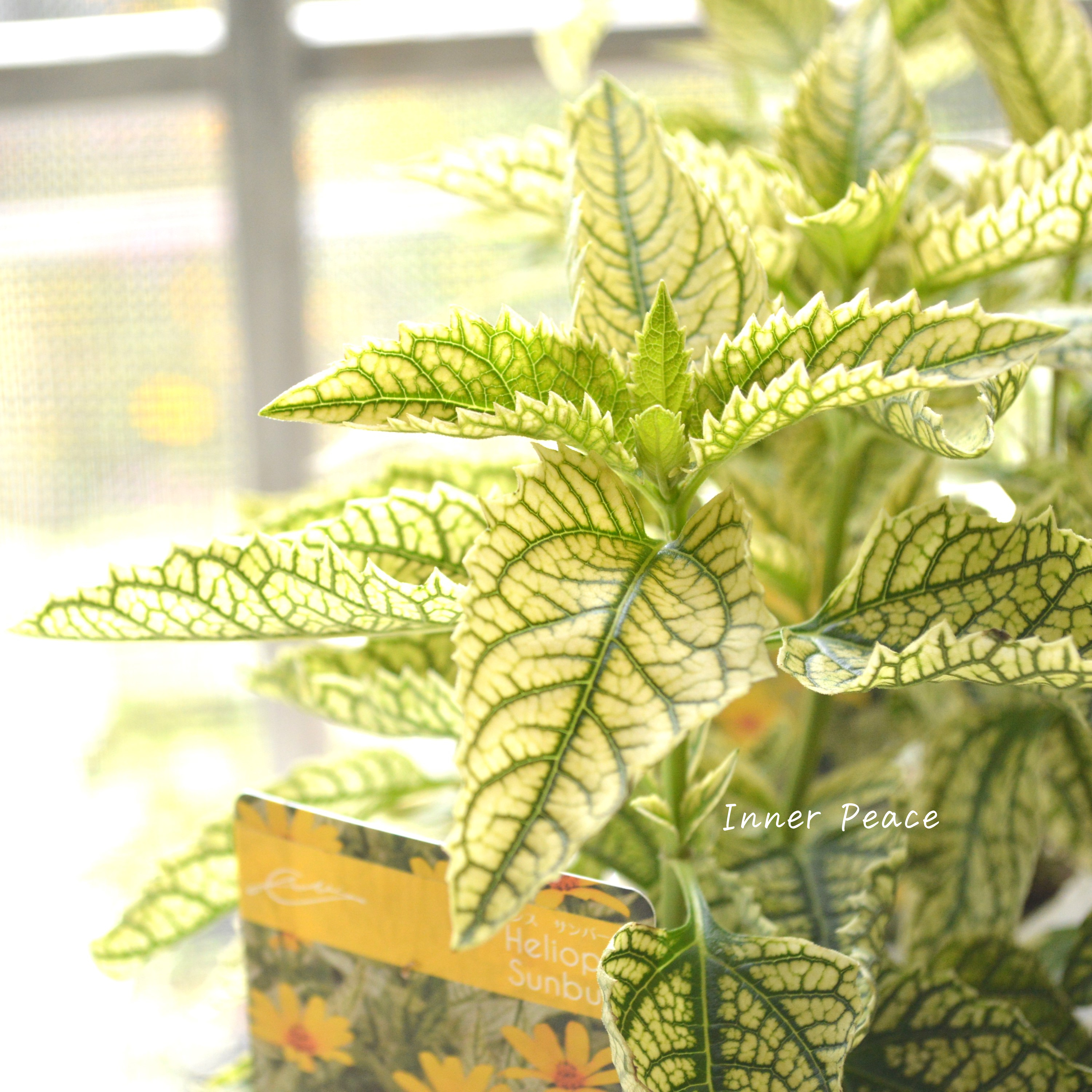 【開花期が長い】 ヘリオプシス 『サンバースト』 3寸POT