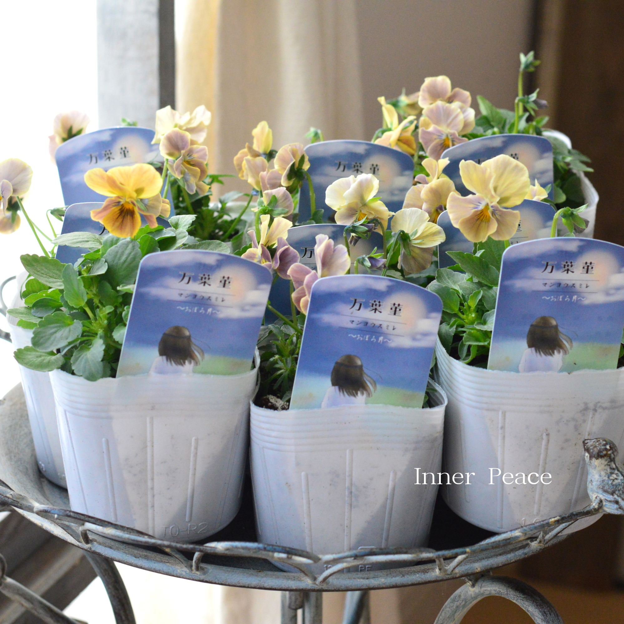 【桂楓園さんオリジナル】 ビオラ 『万葉菫・おぼろ月』 3.5寸POT