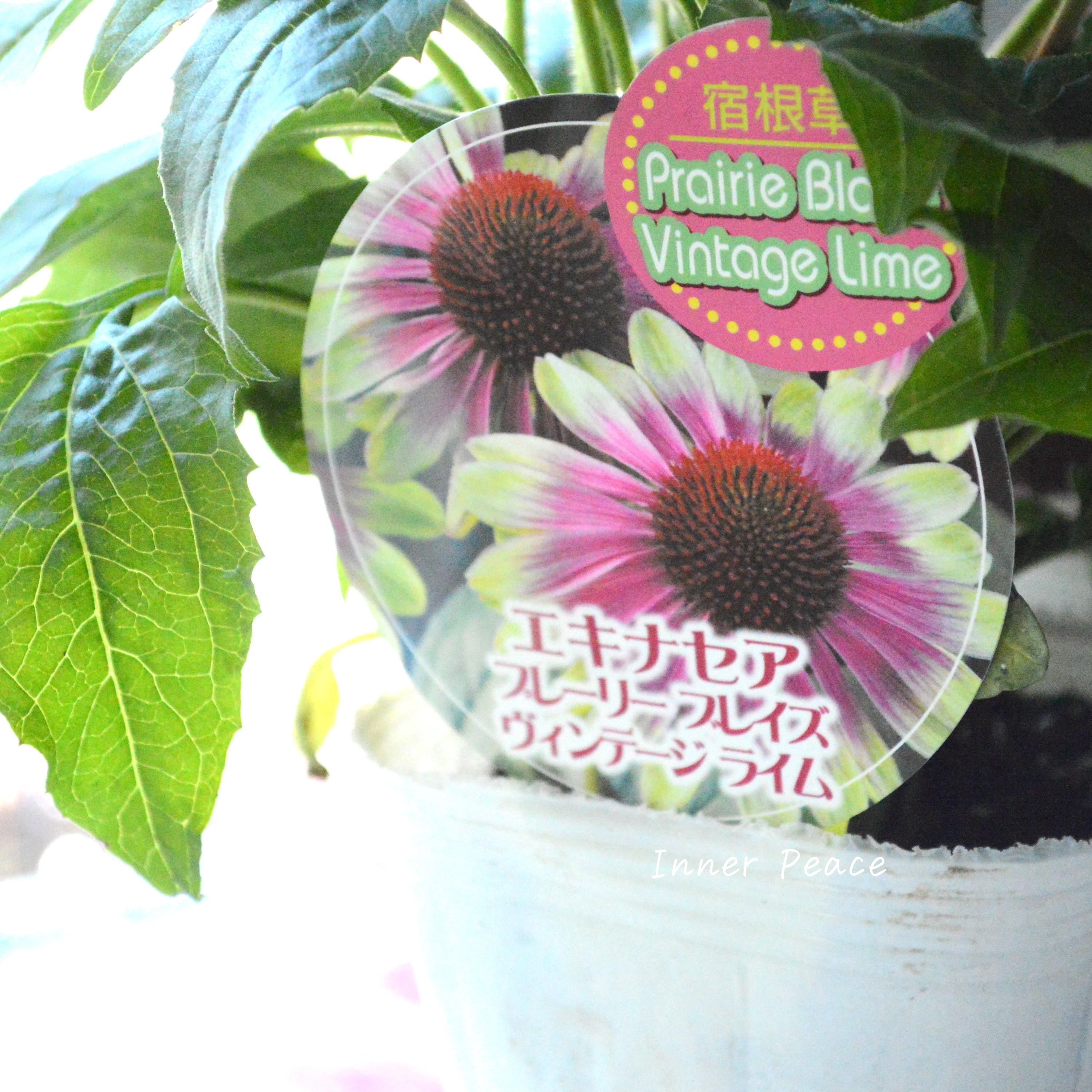 【暑さ寒さに強い】 エキナセア 『プレーリーブレイズ・ヴィンテージライム』 3.5寸POT