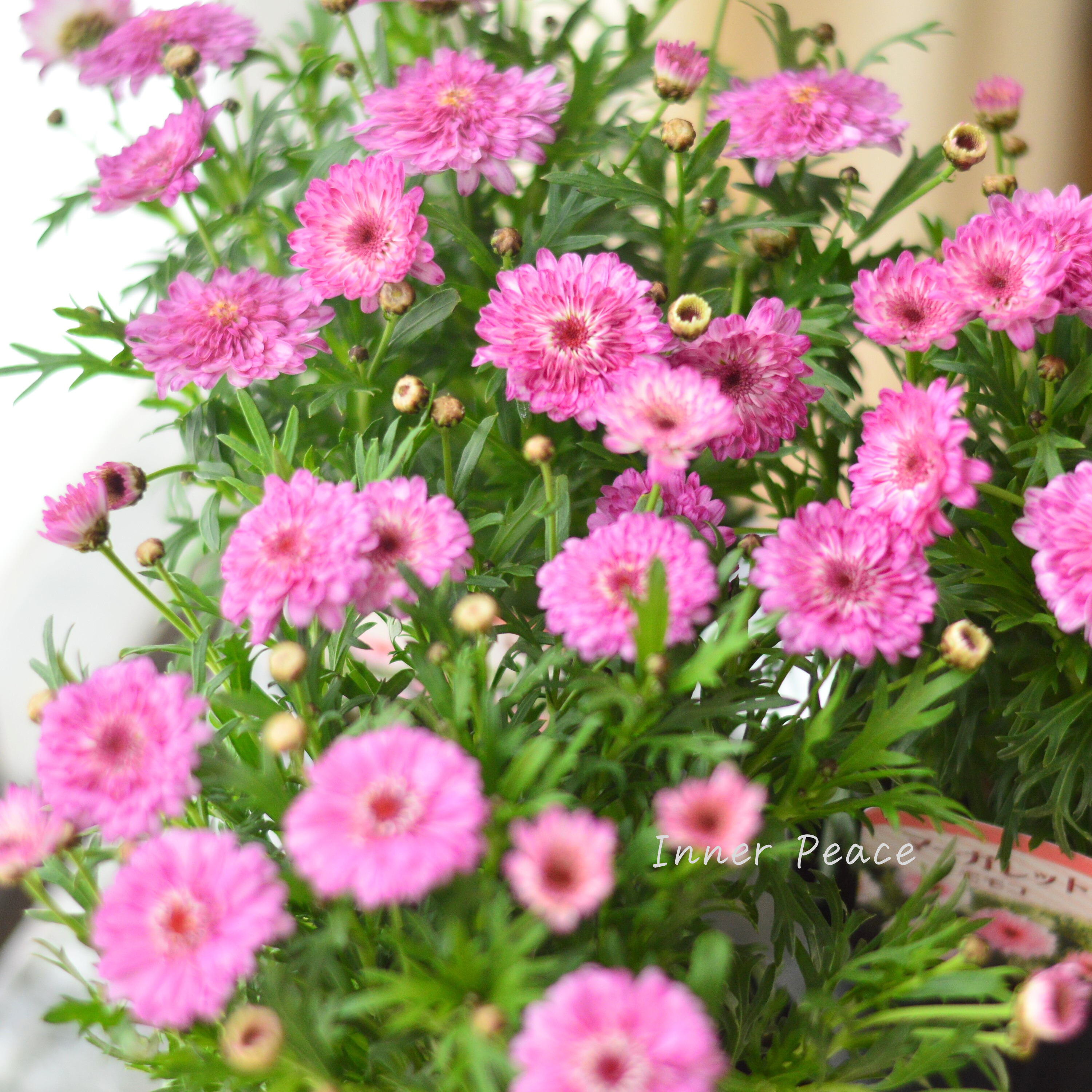 【八重咲き】 マーガレット 『モモコ』 3~3.5寸POT