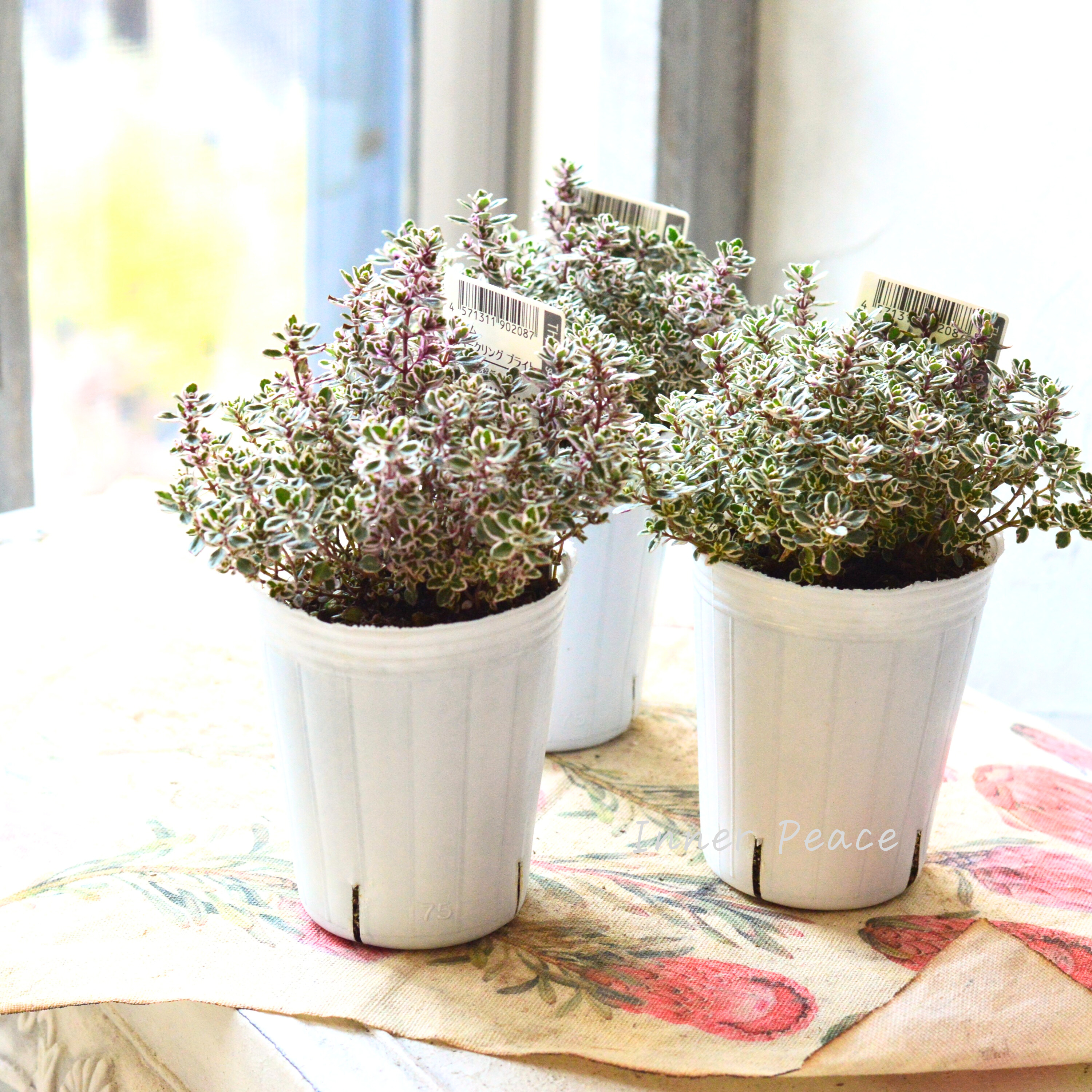 【寄せ植えに】 タイム 『スパークリング ブライト』 2.5寸ロングPOT