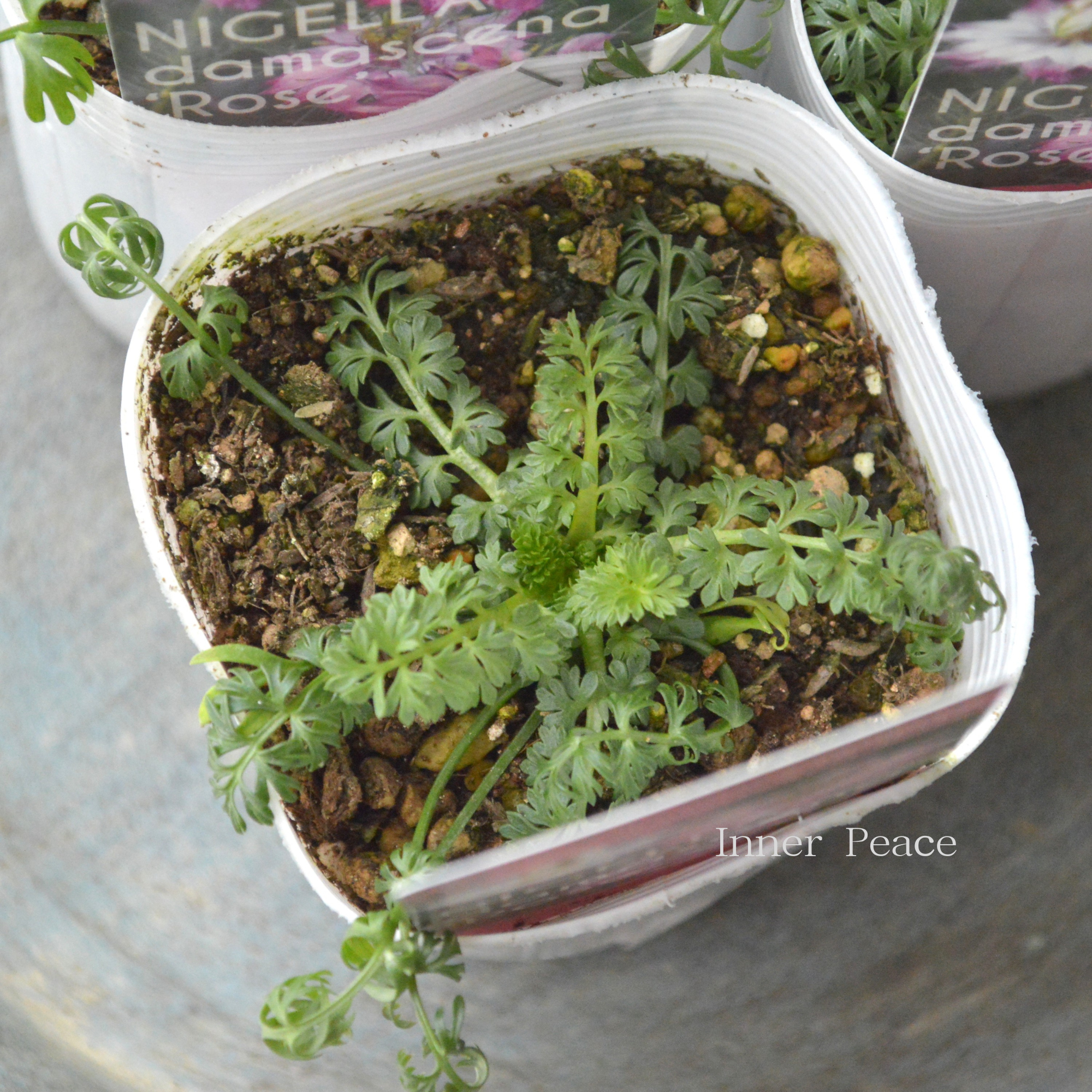 【オシャレ】 ニゲラ 『ローズ』植え込み用 3寸POT