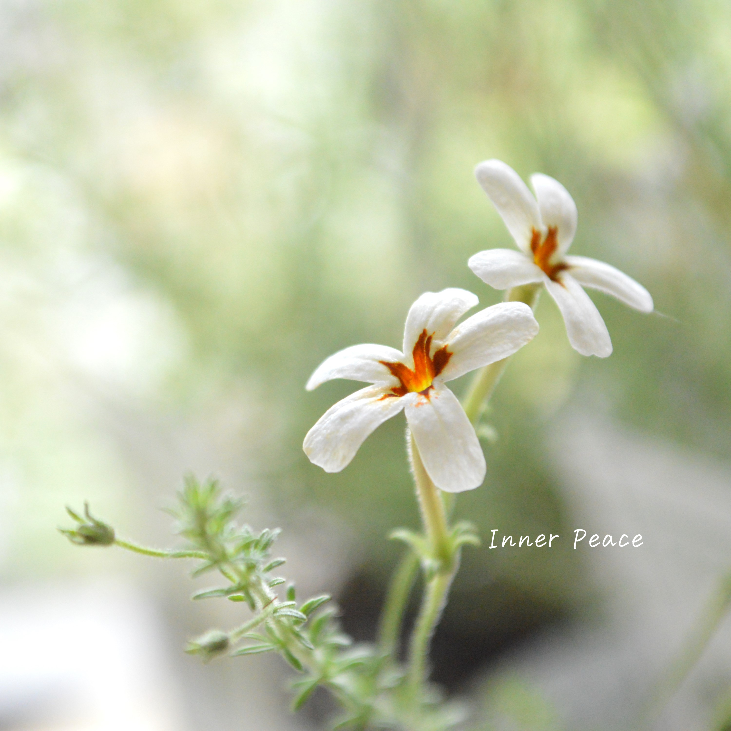 【暑さに強い】 ジャメスブリテニア 『ソフィー』 3寸POT