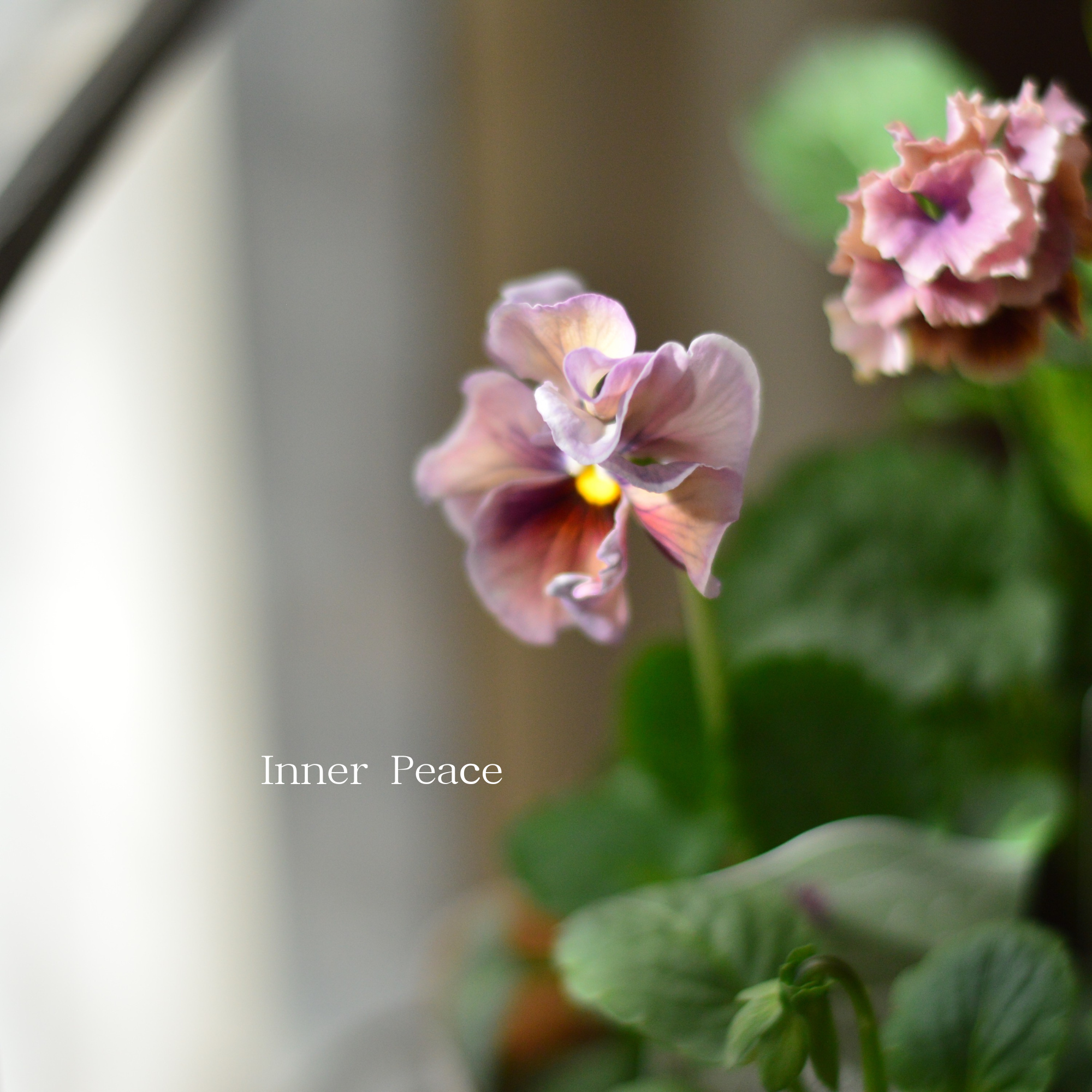 【素敵】 パンジー 『コライユ・ステムロング ピンク系』 3寸ロングPOT