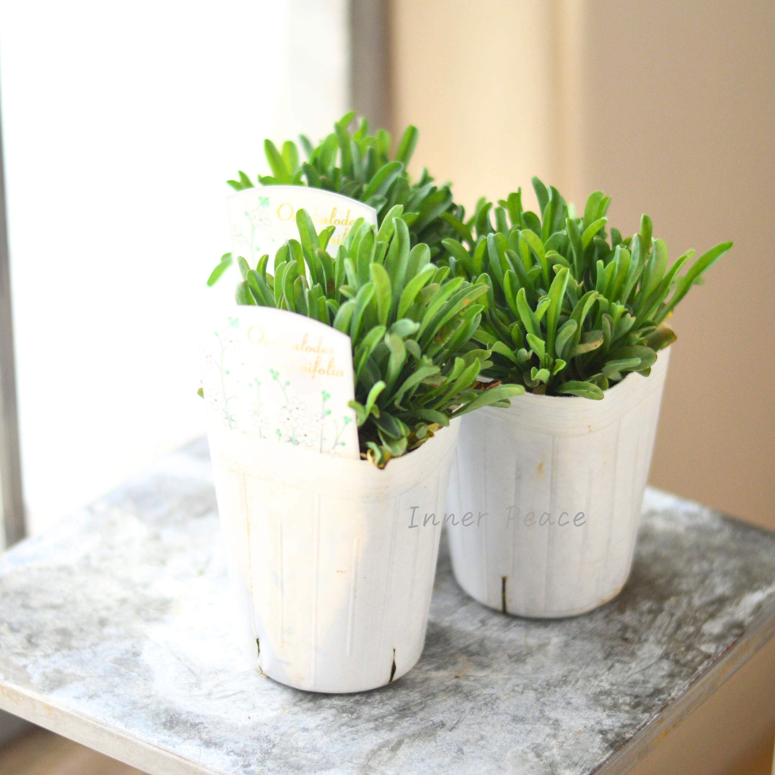 【かわいい】 オンファロデス 『リニフォリア』植え込み用 3寸ロングPOT