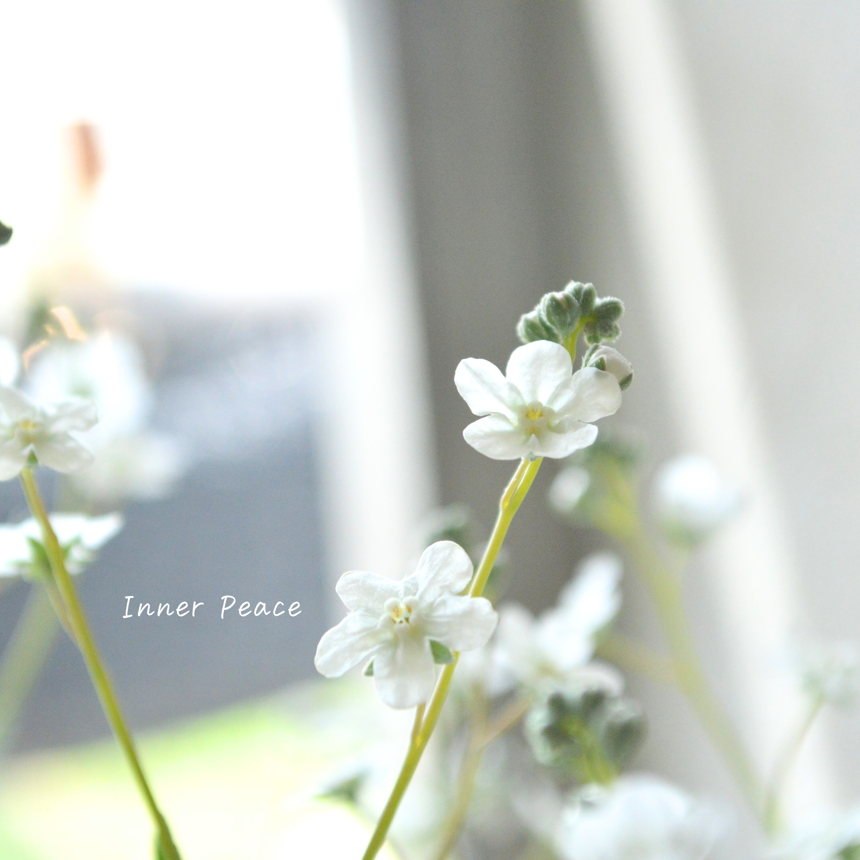 【かわいい】 オンファロデス 『リニフォリア』植え込み用 3寸ロングPOT