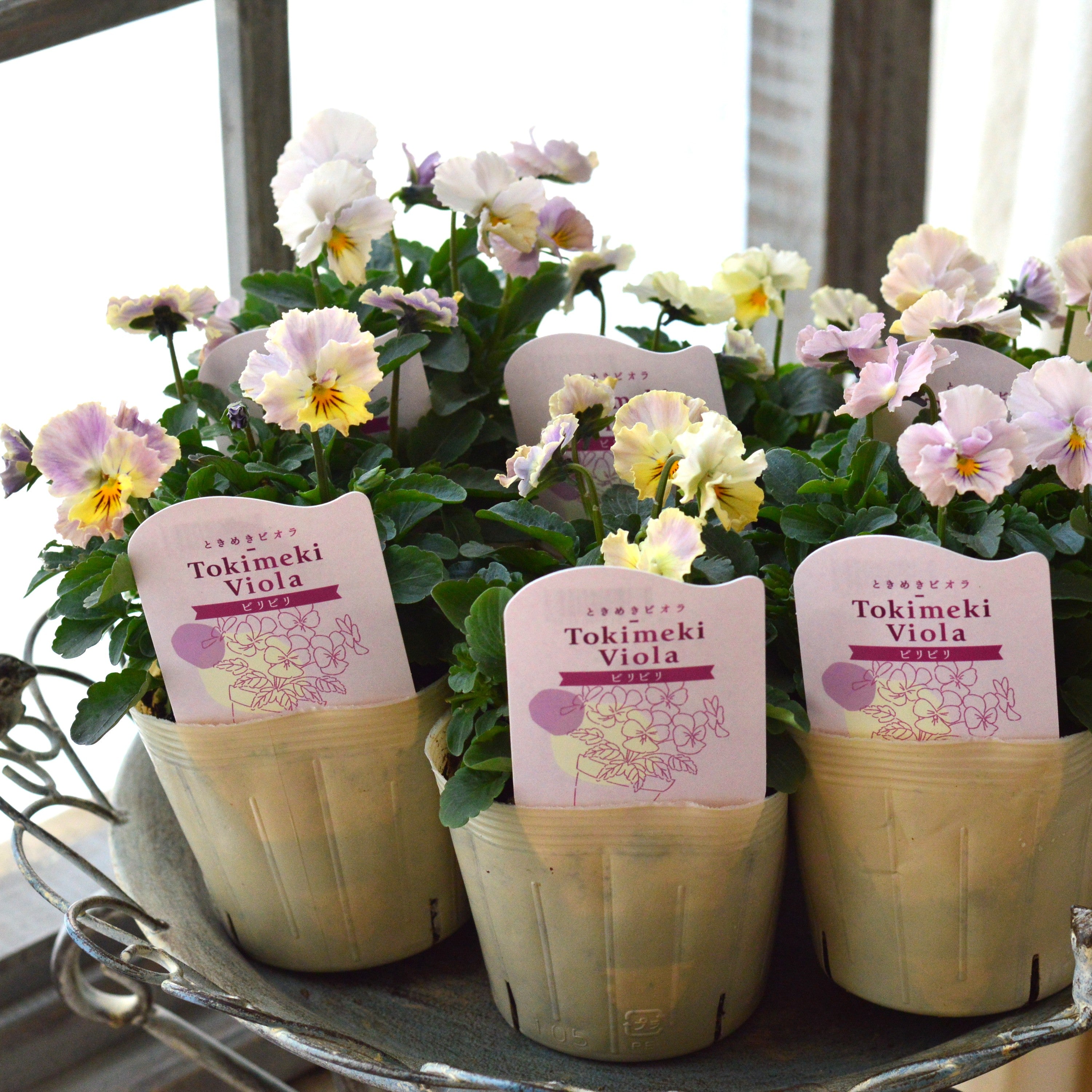 【奥田園芸さん】 ときめきビオラ 『ビリビリ』 3.5寸POT