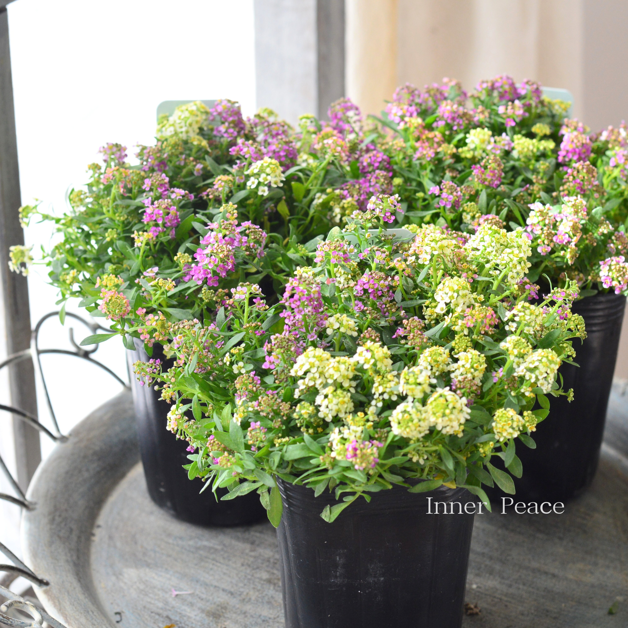 【3本植え】 スイートアリッサム 『ピンク・アプリコット・イエローミックス』 3寸POT