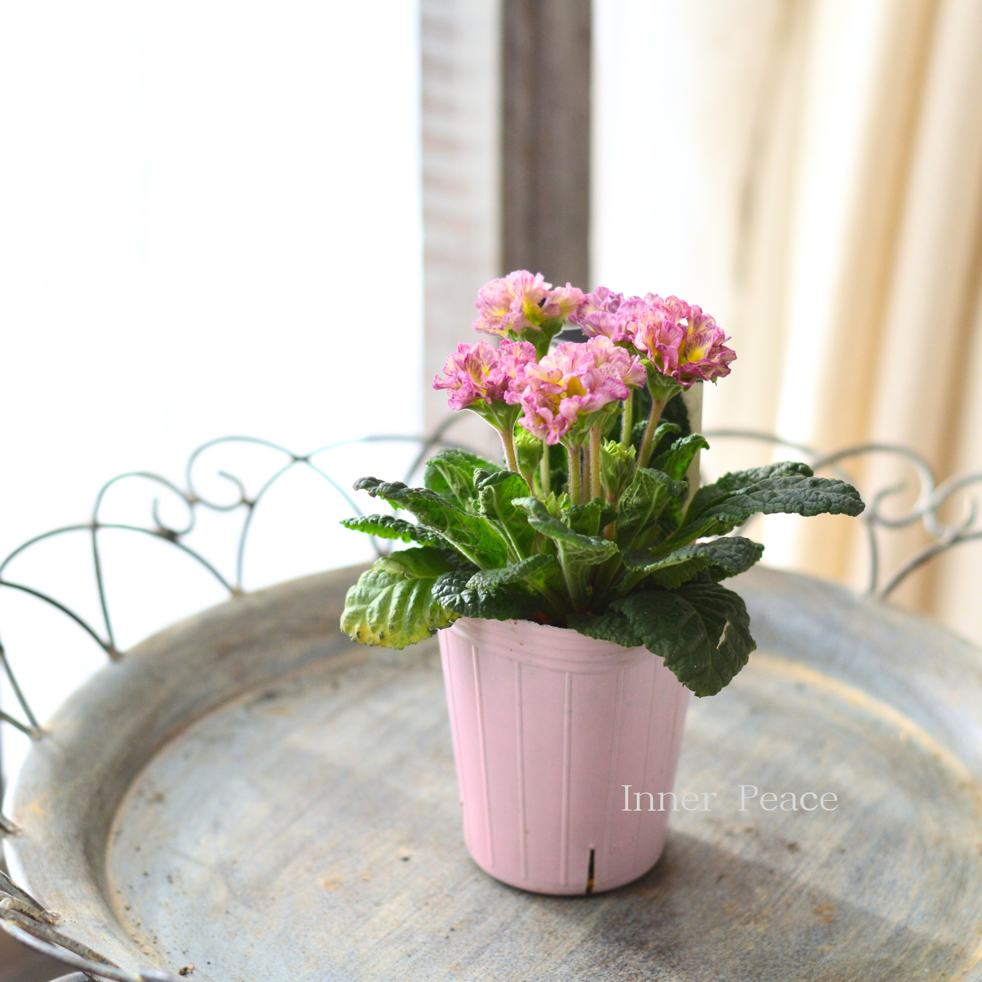 【k-plantsさん】 フリンジ咲き プリムラ 『クラシカルラパン・D』 2.5寸ロングPOT