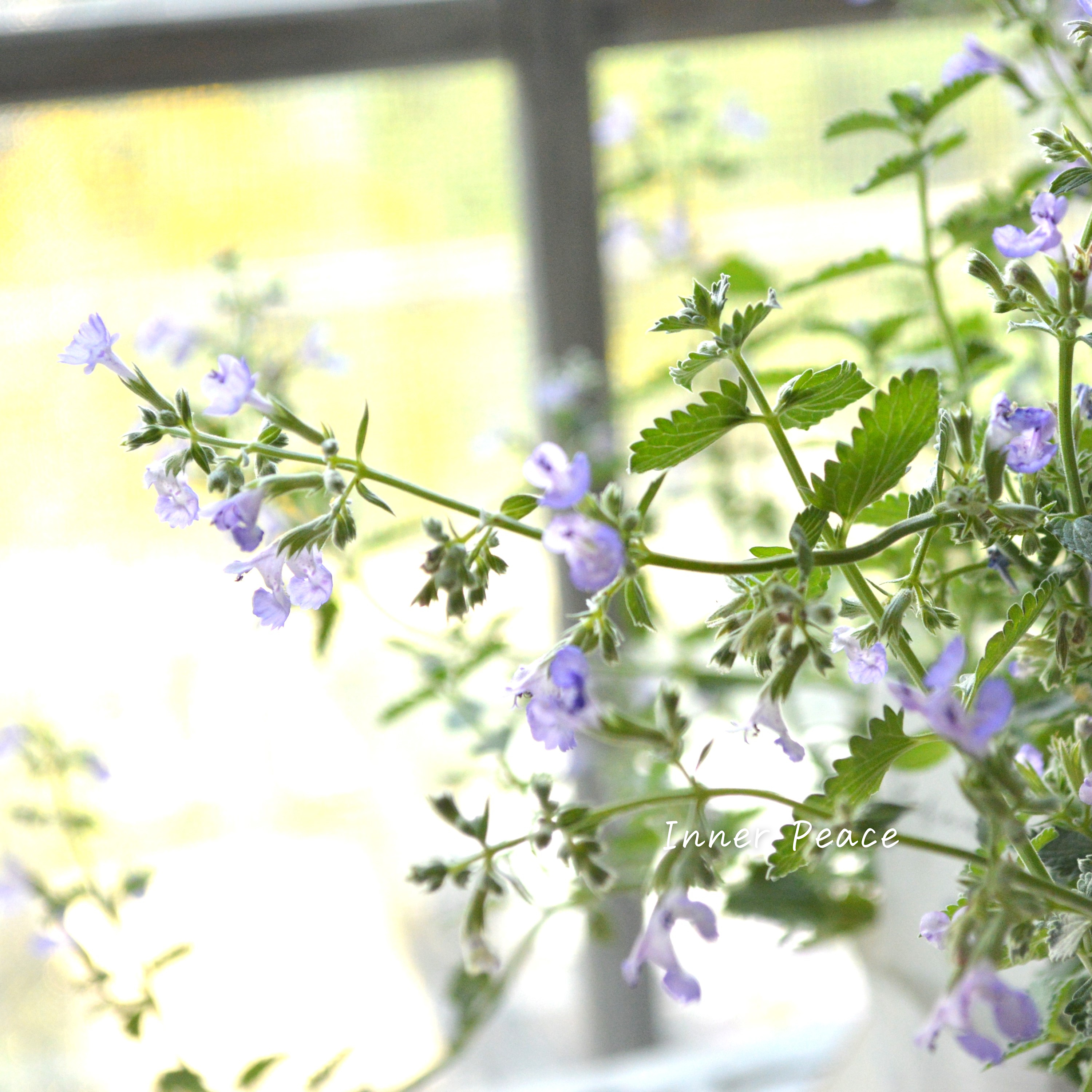 【宿根】 カラミンサ 『薄パープル』 2.5寸POT