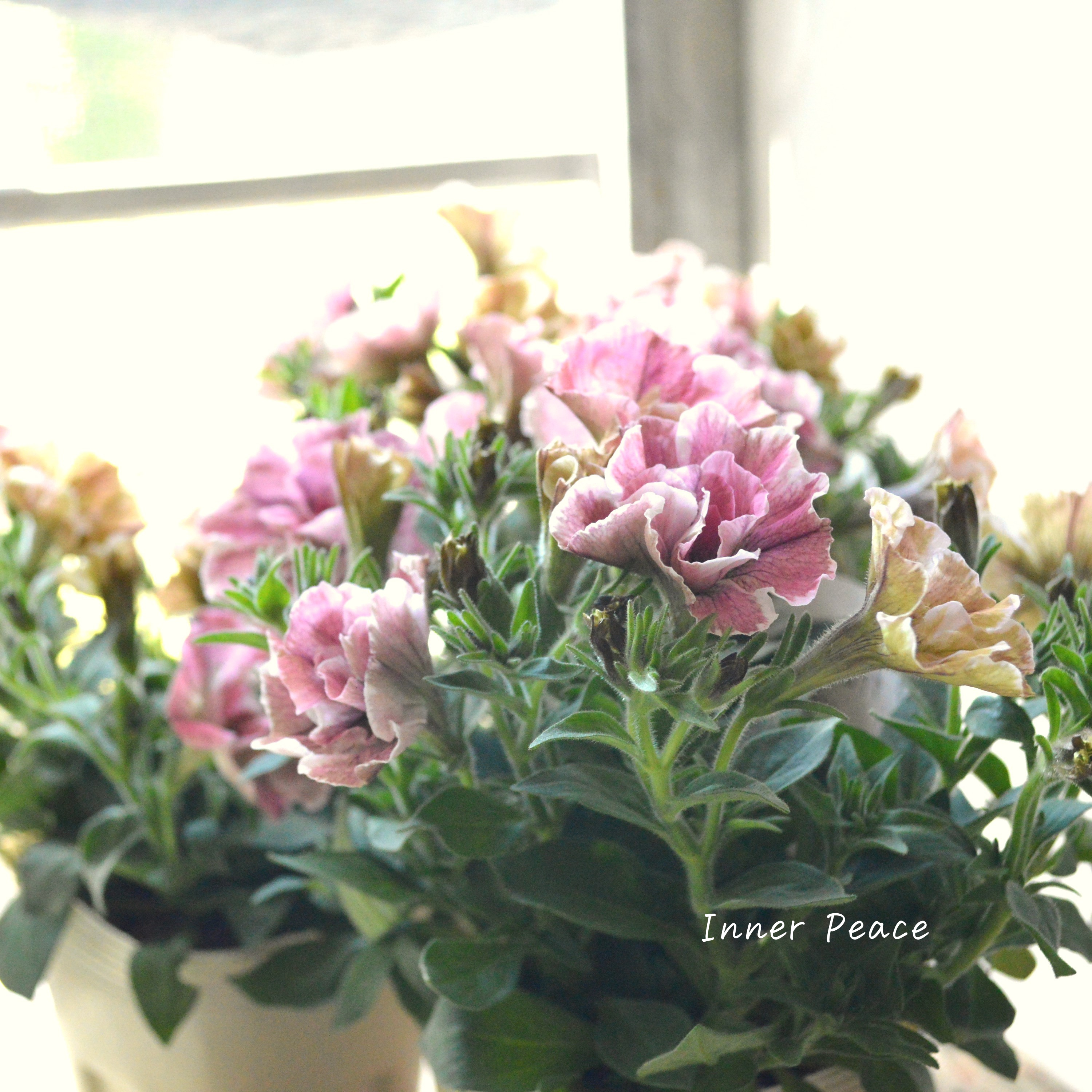 【花芳さんオリジナル】 八重咲きペチュニア 『ジュリエット・桜モダン』 3.5寸POT