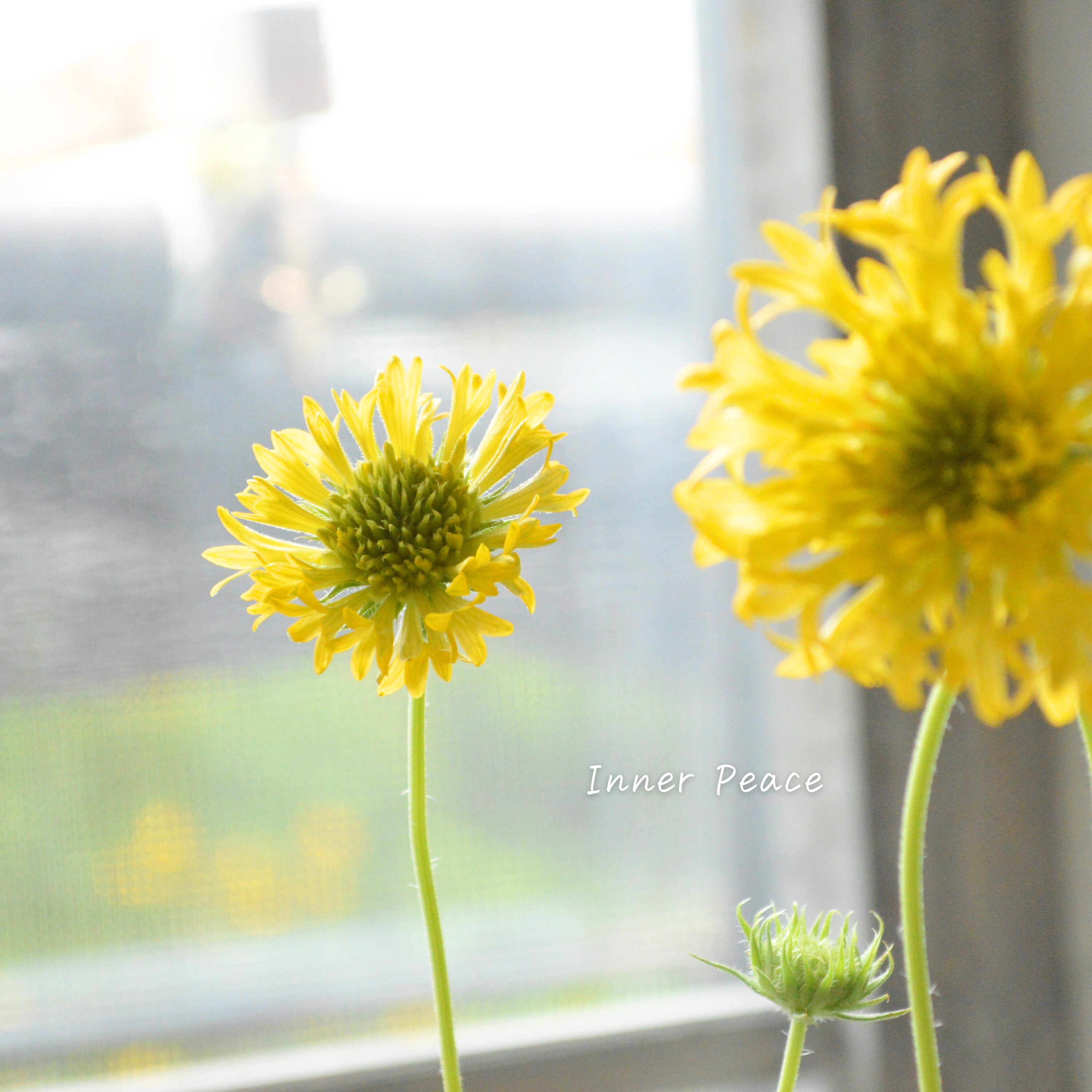 【人気】 ガイラルディア 『フルーティ・ハニーレモン』 3寸ロングPOT