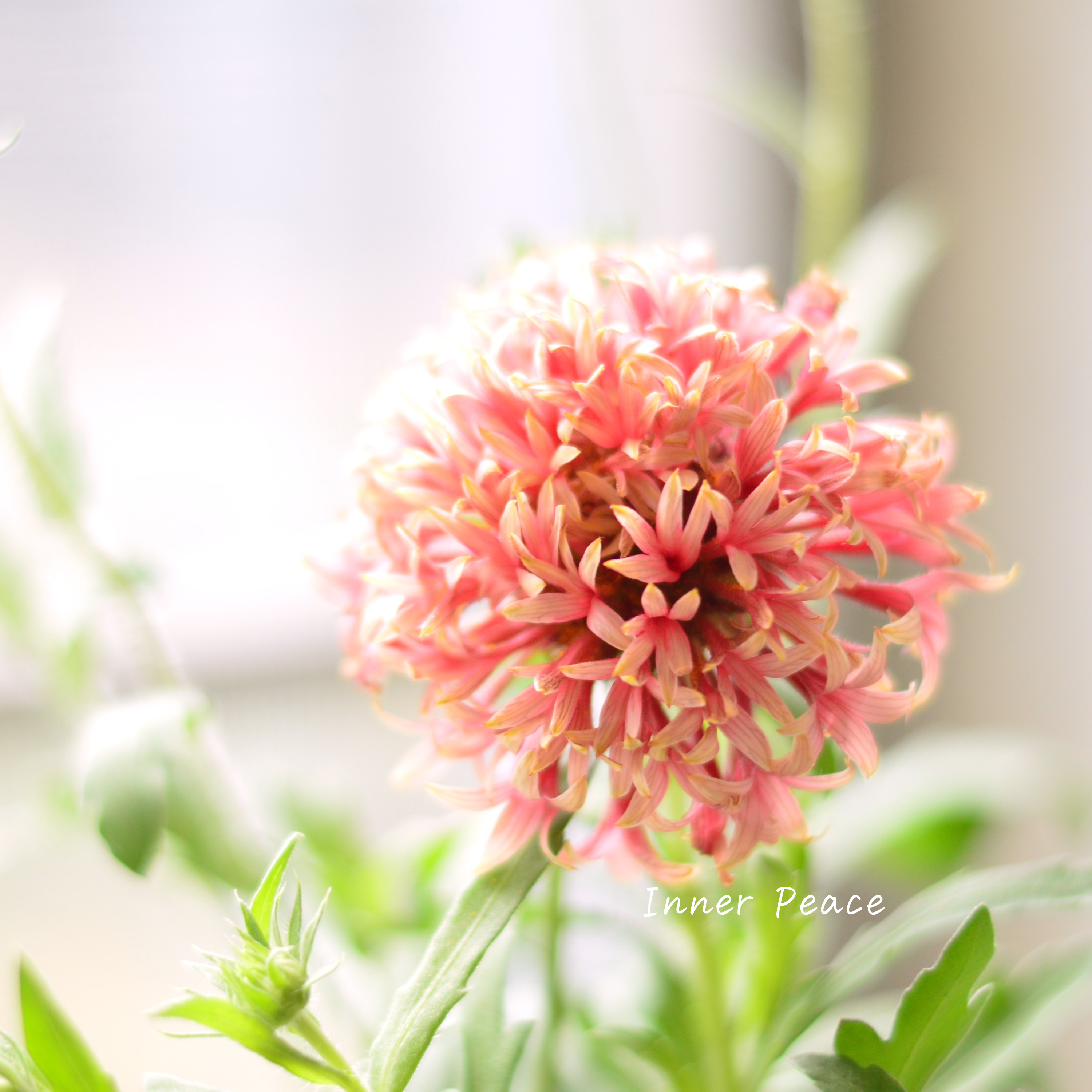 【人気】 ナラフラさんの試作品 ガイラルディア (ラズベリー系) 3寸ロングPOT