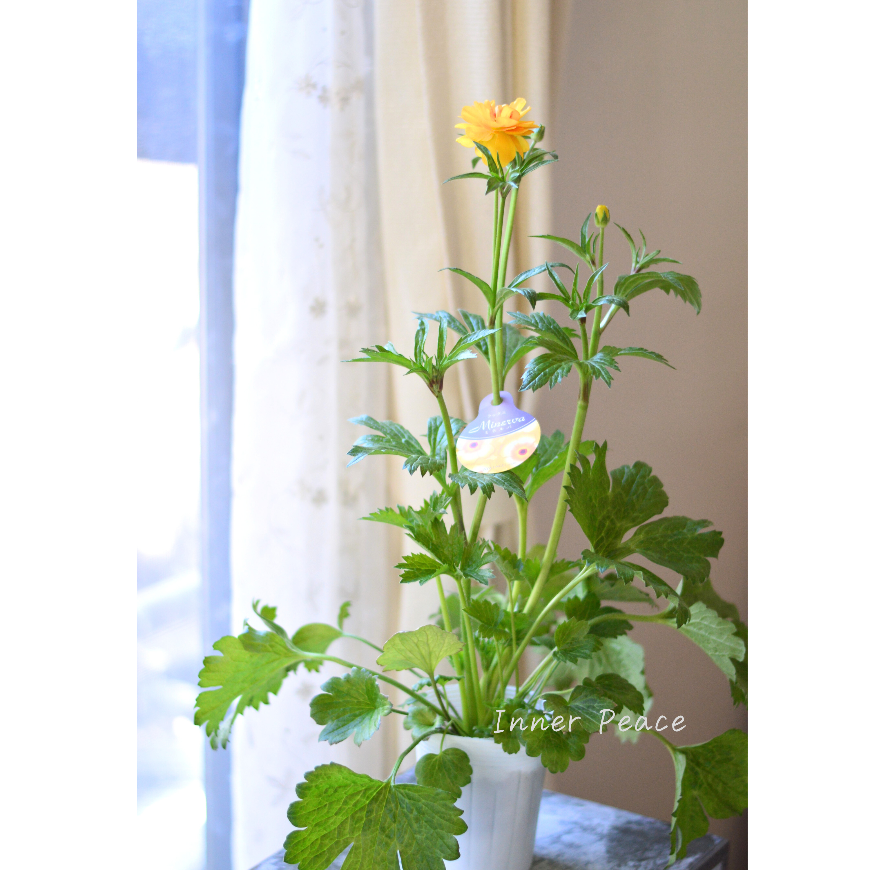 【美しい】 ラナンキュラス・ラックス 『ミネルバ』 4寸POT